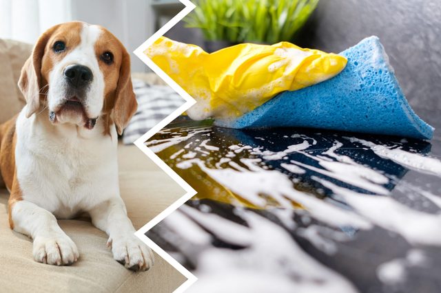 Dog sits on a beige sofa; sponge in yellow glove cleans soapy surface, divided by jagged line, plant blurred in background.