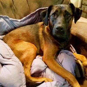 A brown and black dog lies on a leather couch, wrapped in a light-colored blanket, looking directly at the viewer.