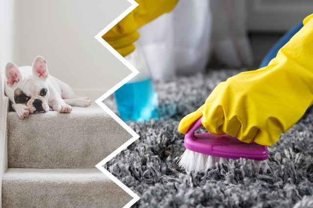 Dog rests on a carpeted stair; gloved hand scrubs a rug with a brush and spray bottle.