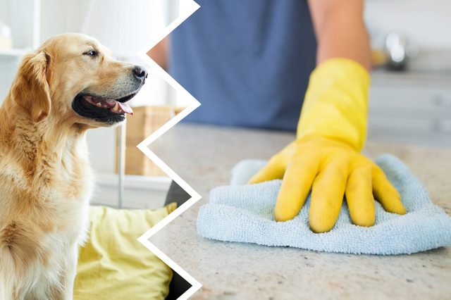 A dog sits indoors, while a hand wearing yellow gloves cleans a countertop with a blue cloth in a split-image view.