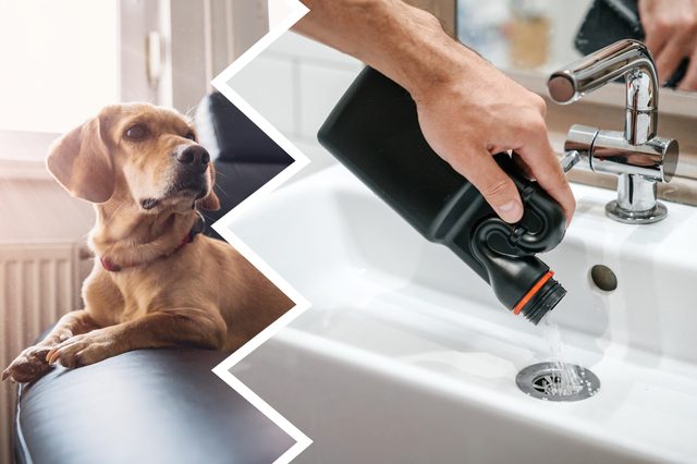 A brown dog relaxes on a black sofa; a person pours liquid from a bottle into a bathroom sink.