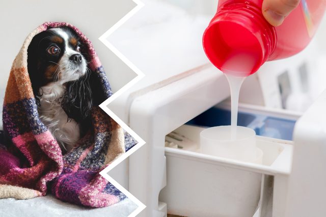 Dog wrapped in colorful blanket sits on left; liquid detergent poured into washing machine on right. Bright, split-image composition.