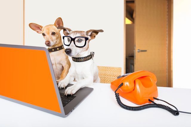 Two dogs wearing collars and glasses interact with a laptop on a table, near an orange telephone, in an office setting.