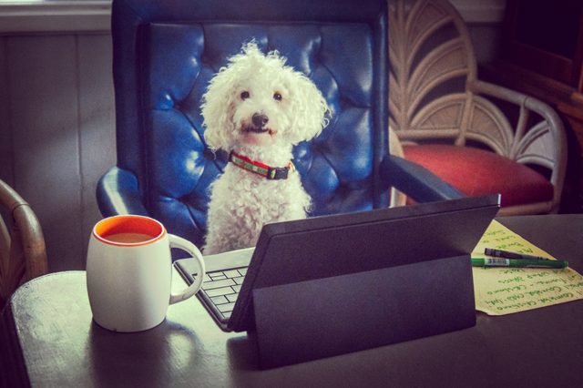 A white dog sits in a blue chair, facing a tablet on a desk with a mug and notes nearby in an office setting.