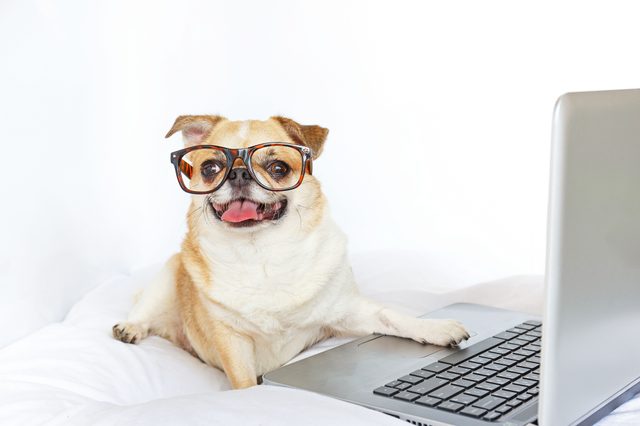 A dog wearing glasses sits by a laptop on a bed, looking playful and engaging with its tongue out.