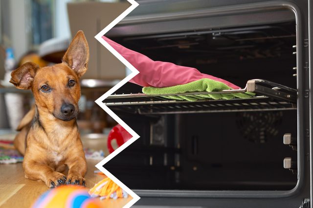 A dog lies indoors attentively; beside, a split view shows an open oven with mitts inside.