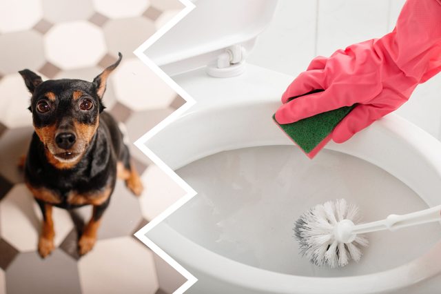 A small dog stares up indoors; a gloved hand cleans a toilet with a sponge.