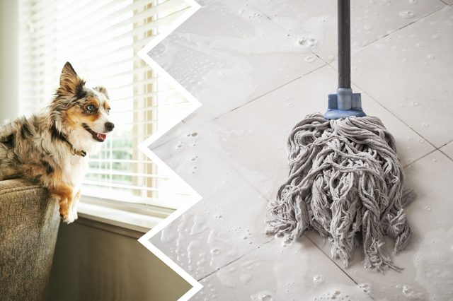 Dog perched on a sofa, looking out window with blinds; mop cleaning wet tile floor next to it.
