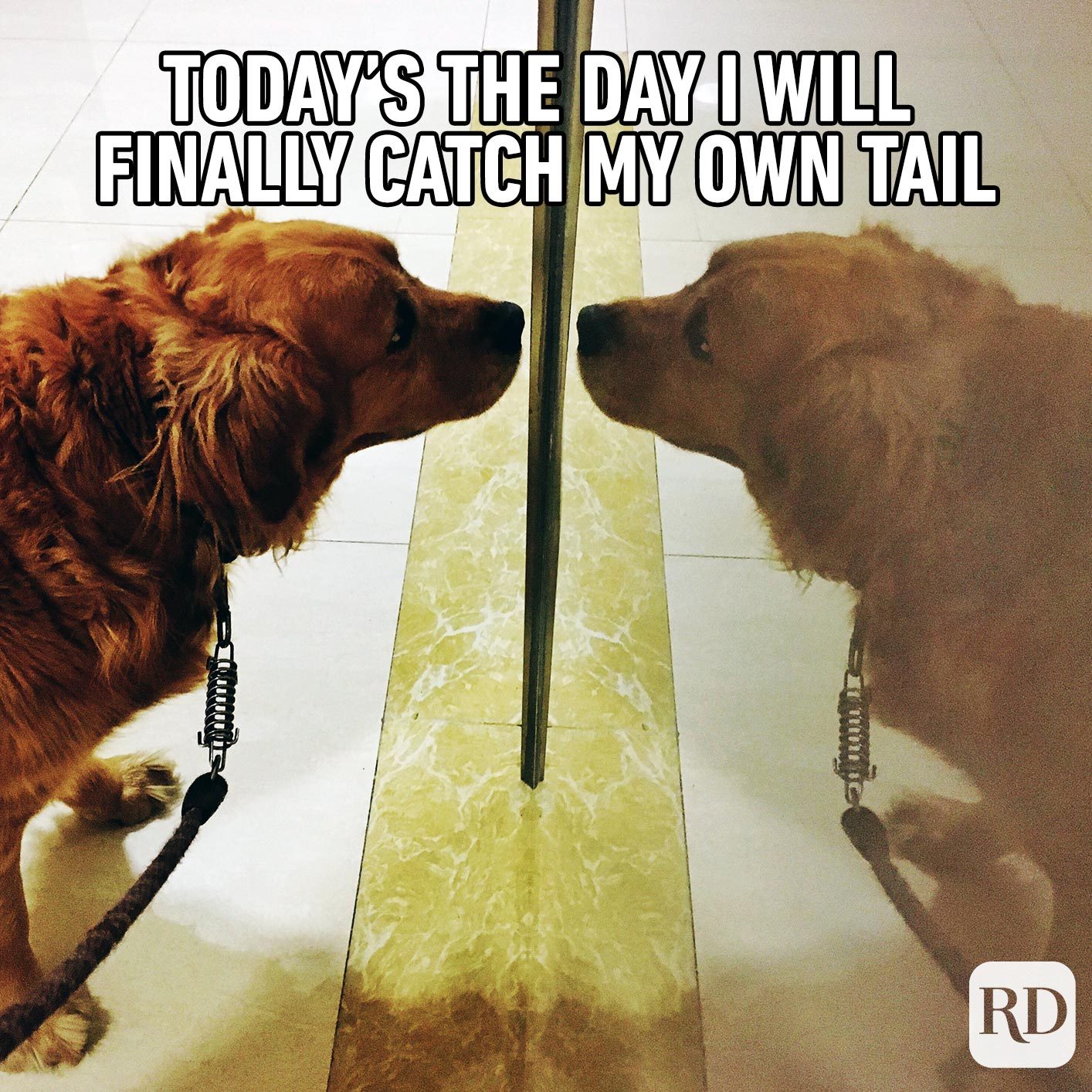 A dog staring at itself in the mirror. Meme text: Today’s the day I will finally catch my own tail