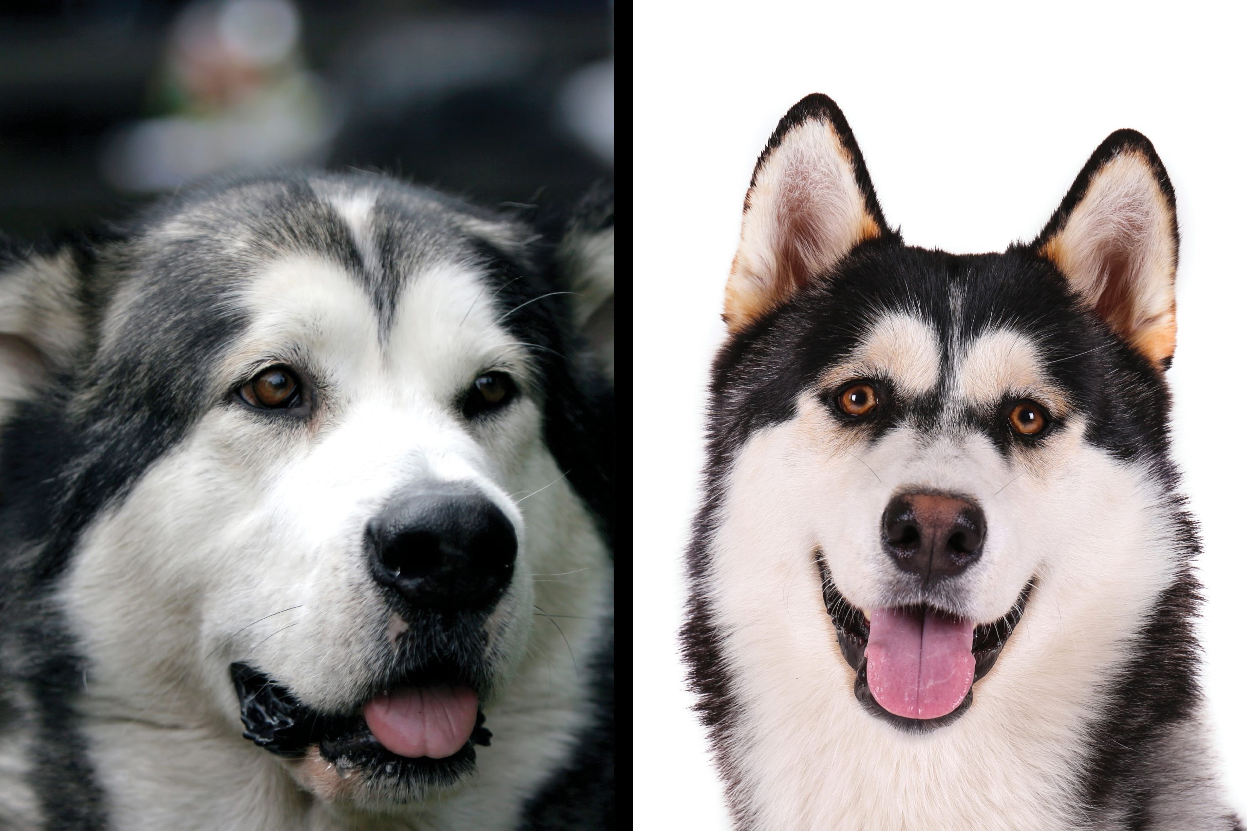 Alaskan Malamute vs. Siberian husky