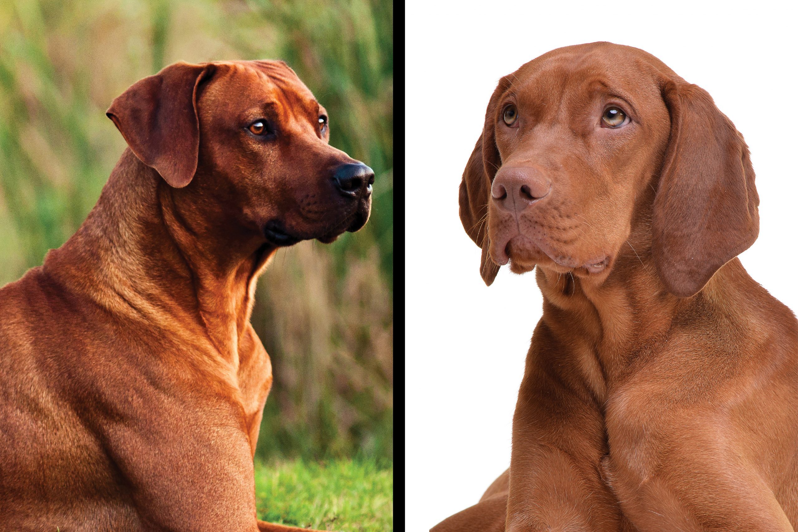 Getty Images, rd.com