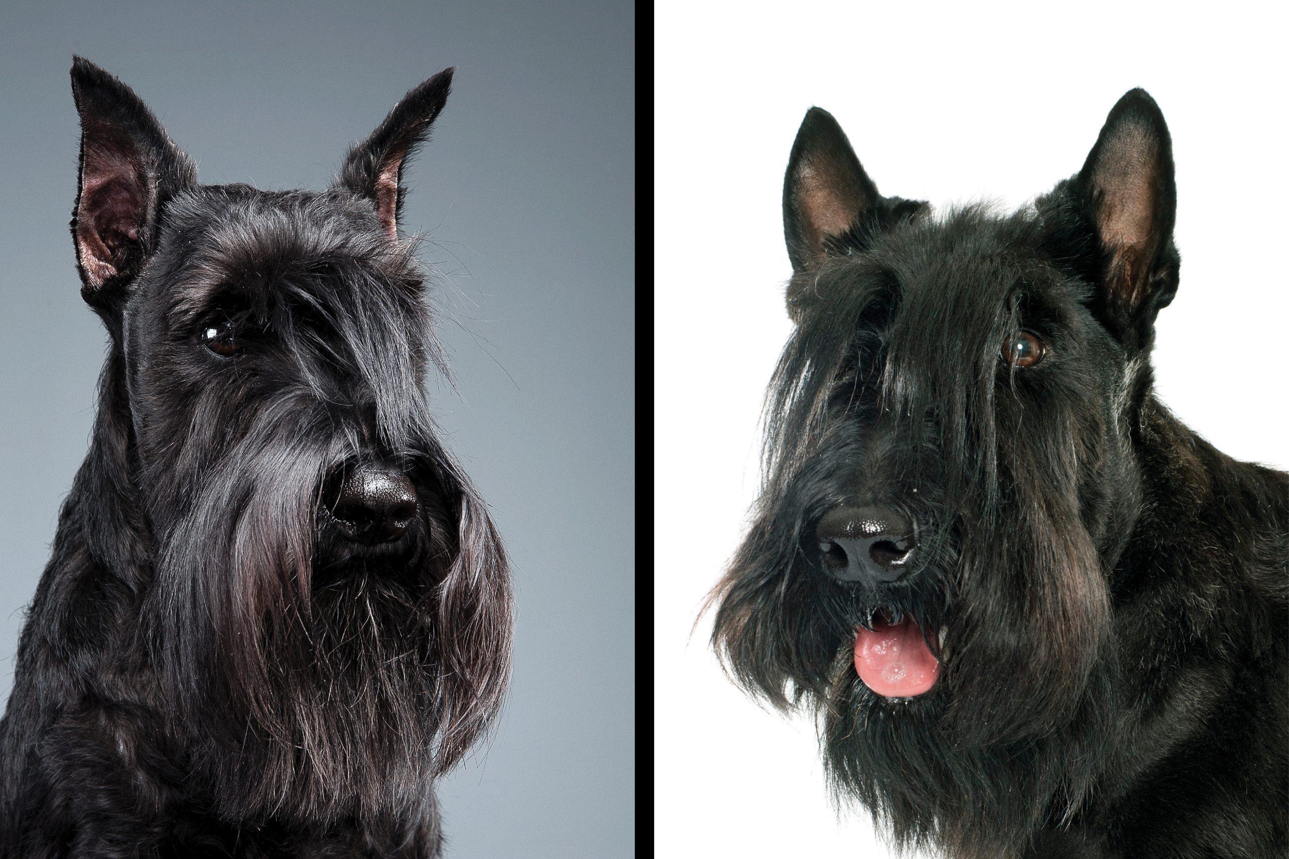 Two dogs on grey and white background