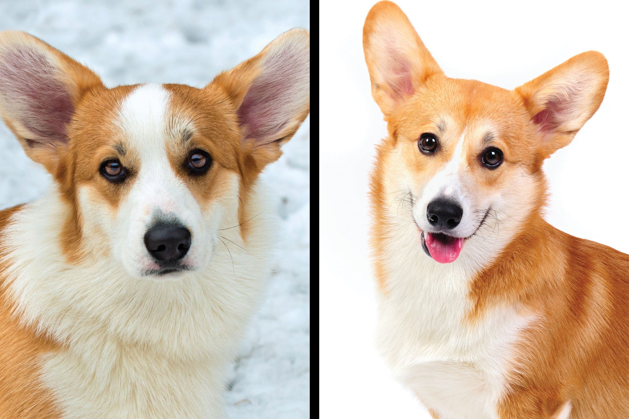 Two dogs side by side