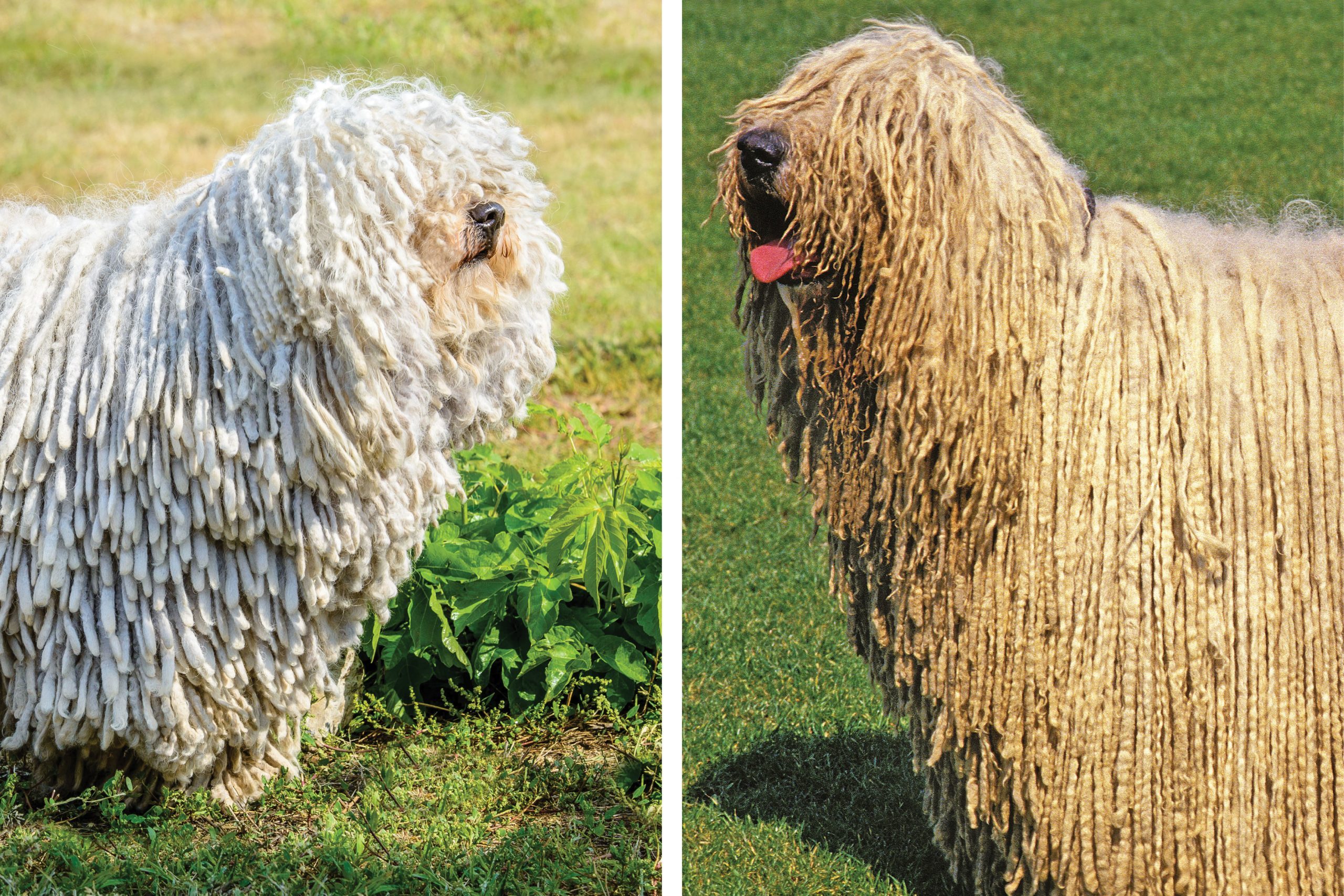 Puli vs. Komondor