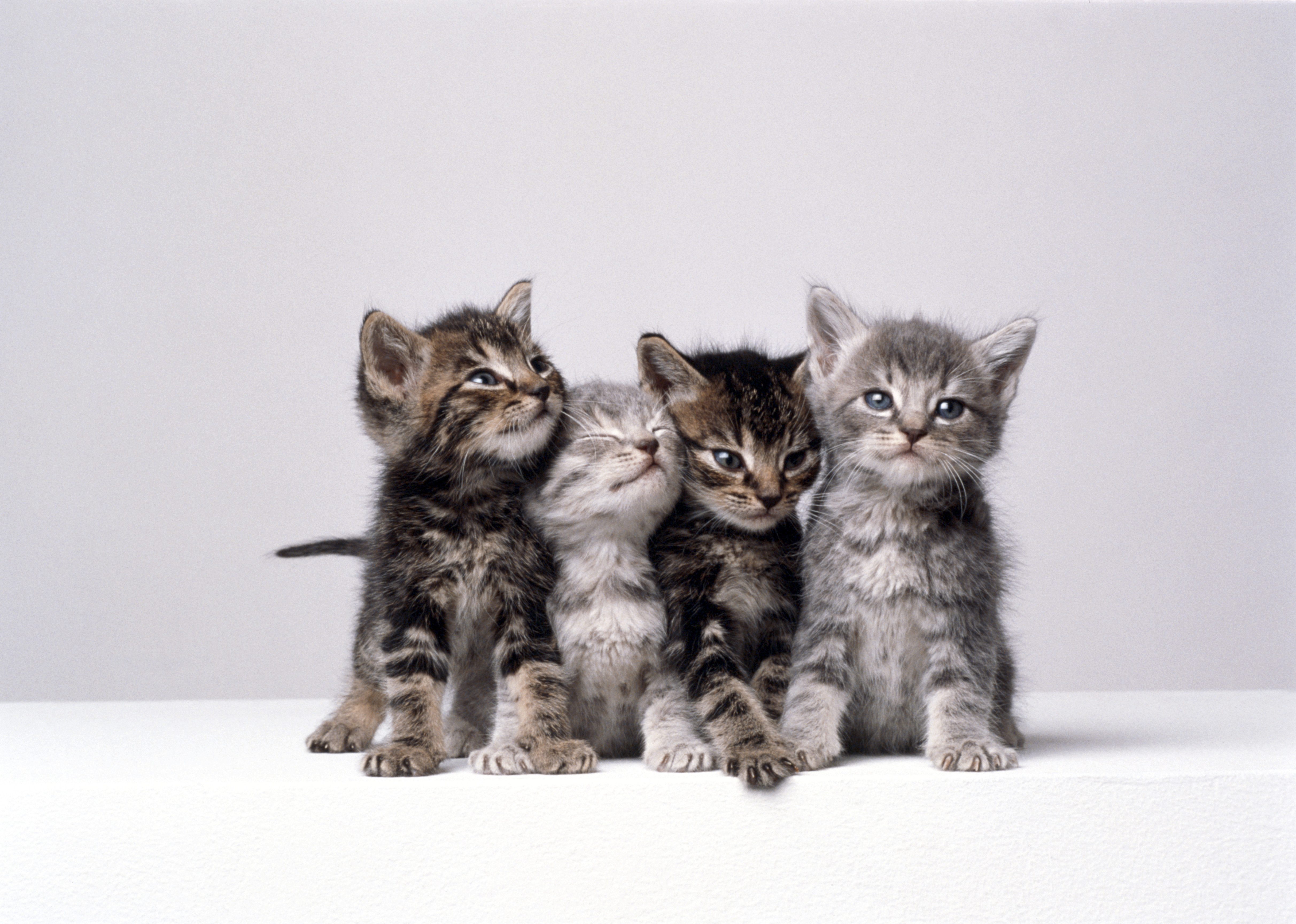 Four kittens sit together, looking curiously, against a plain white background.