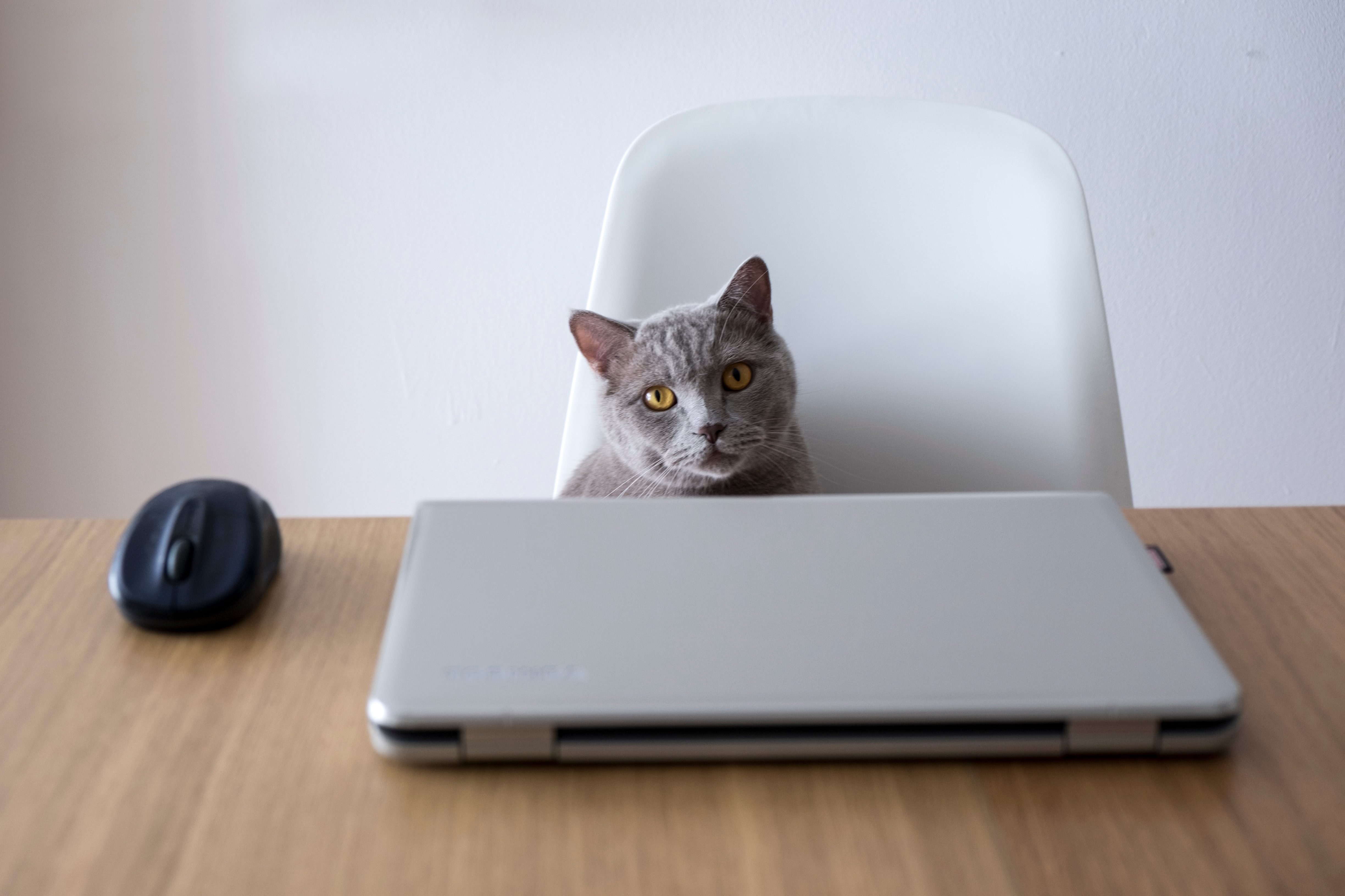 Cat sitting behind a closed laptop on a wooden table, next to a black computer mouse, against a plain white background.