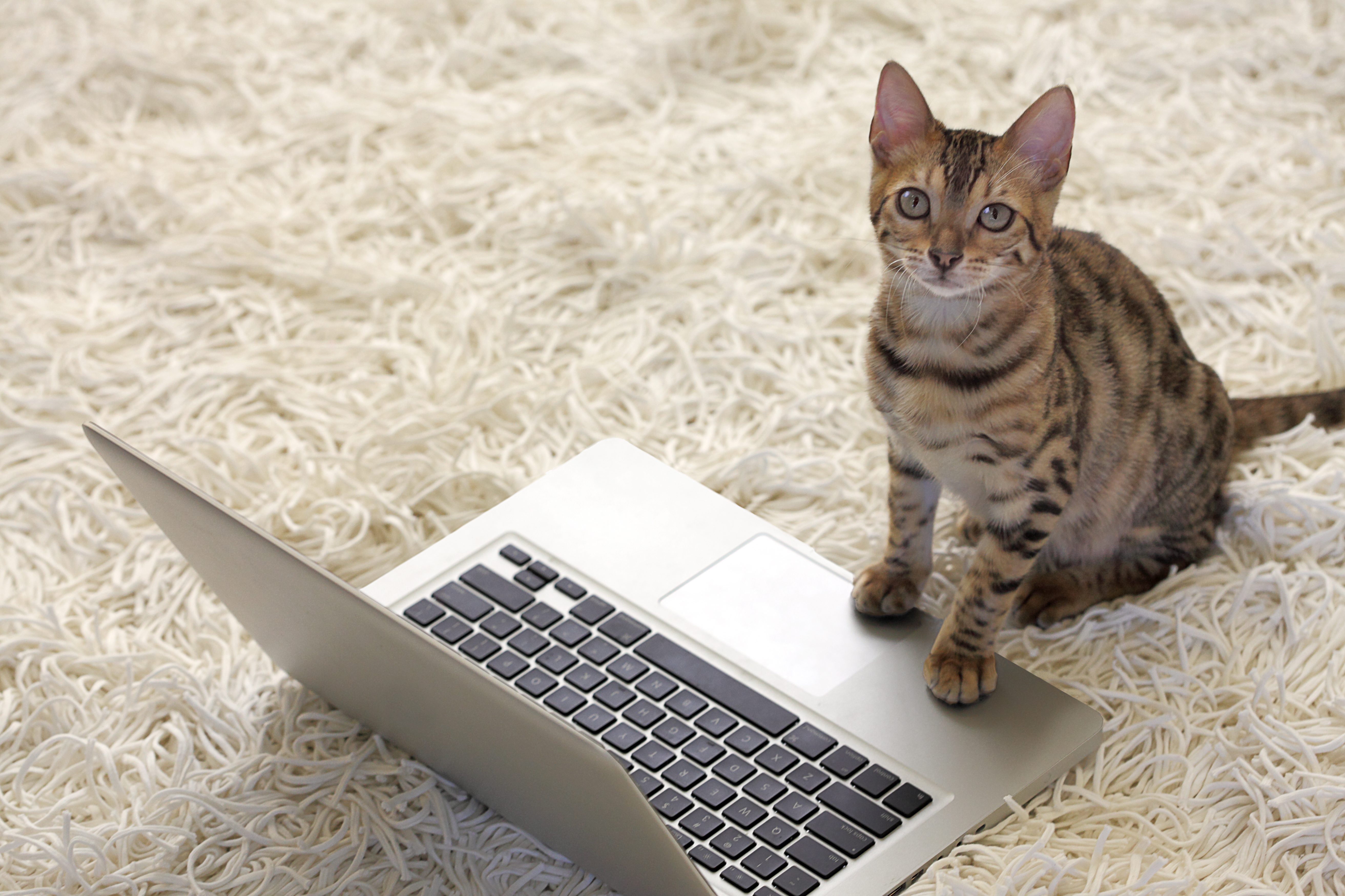 A tabby cat sits beside an open laptop on a textured, white carpet, looking forward.