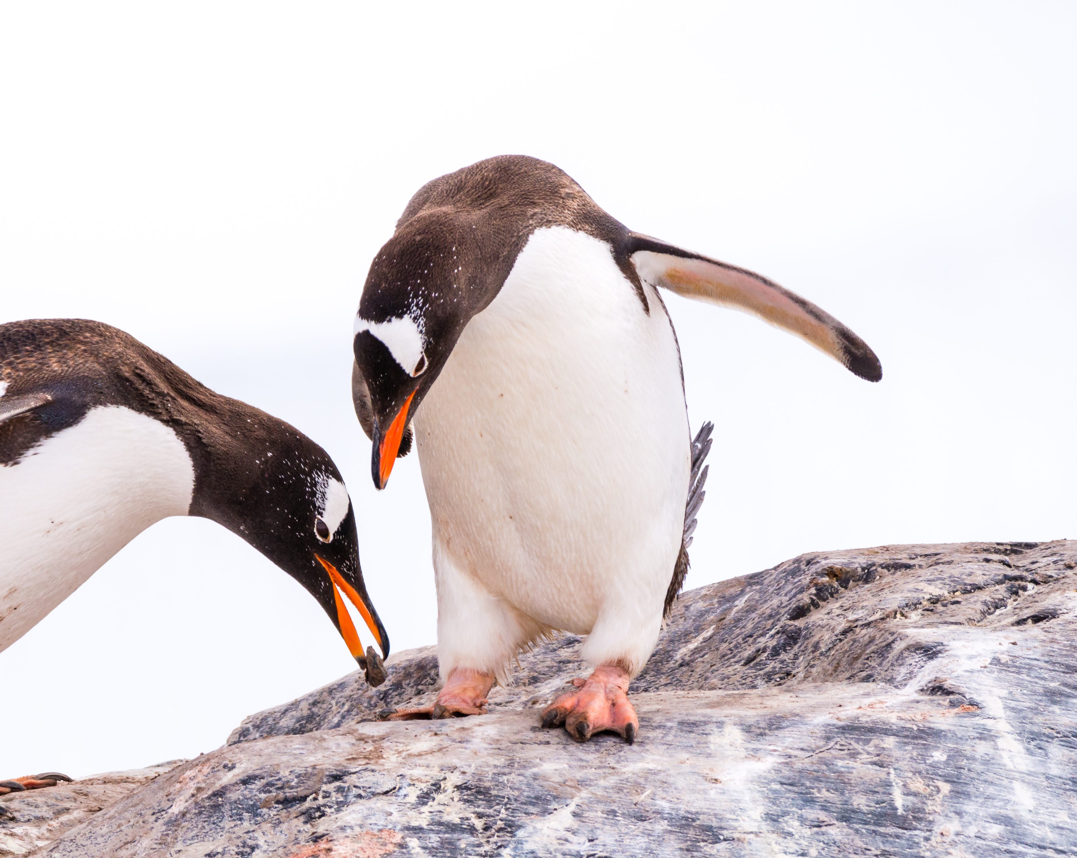 Two penguins inspect a small object on a rocky surface, surrounded by a bright, overcast sky.
