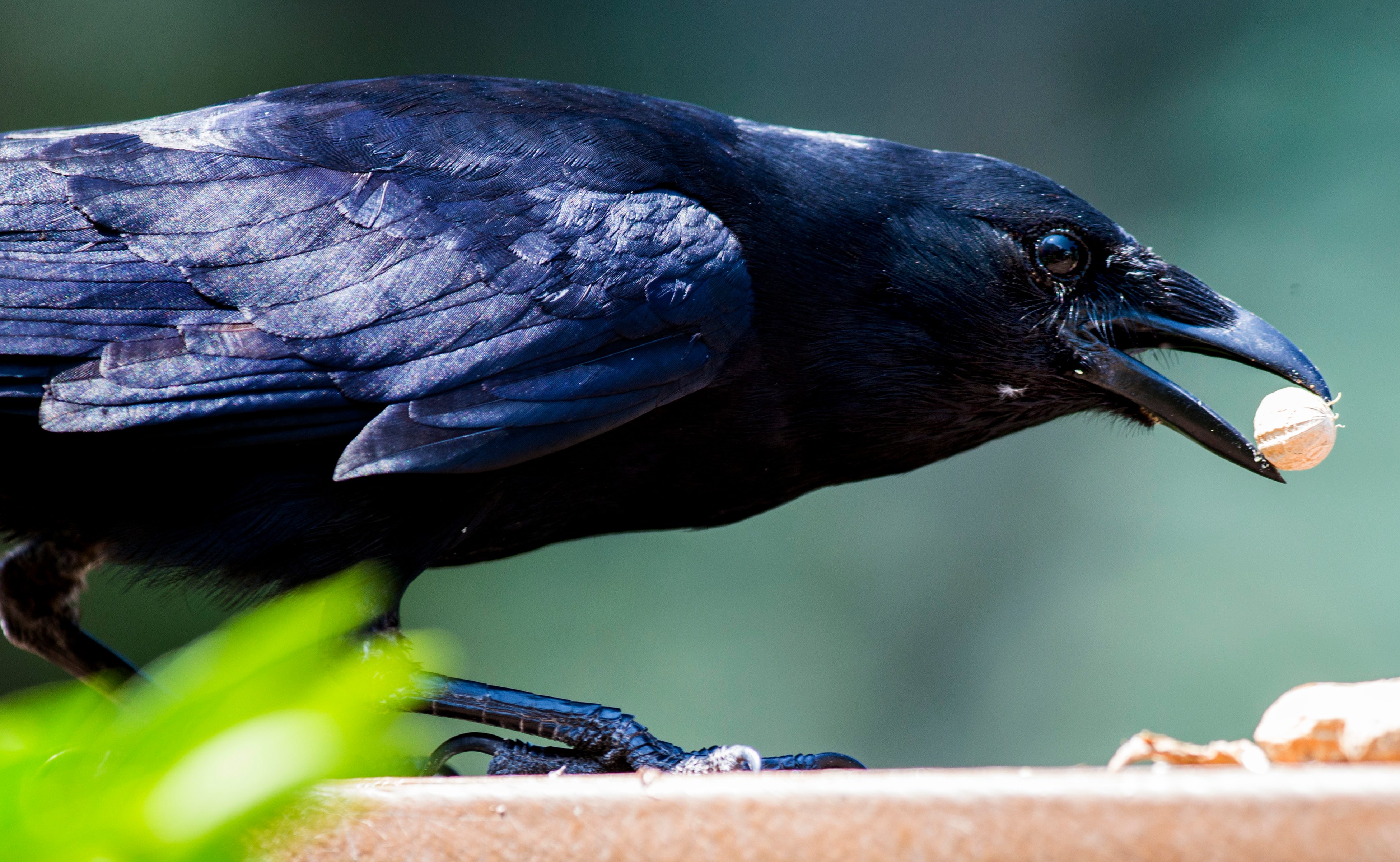 A black crow grasps a peanut in its beak, perched on a ledge, against a blurred green background.