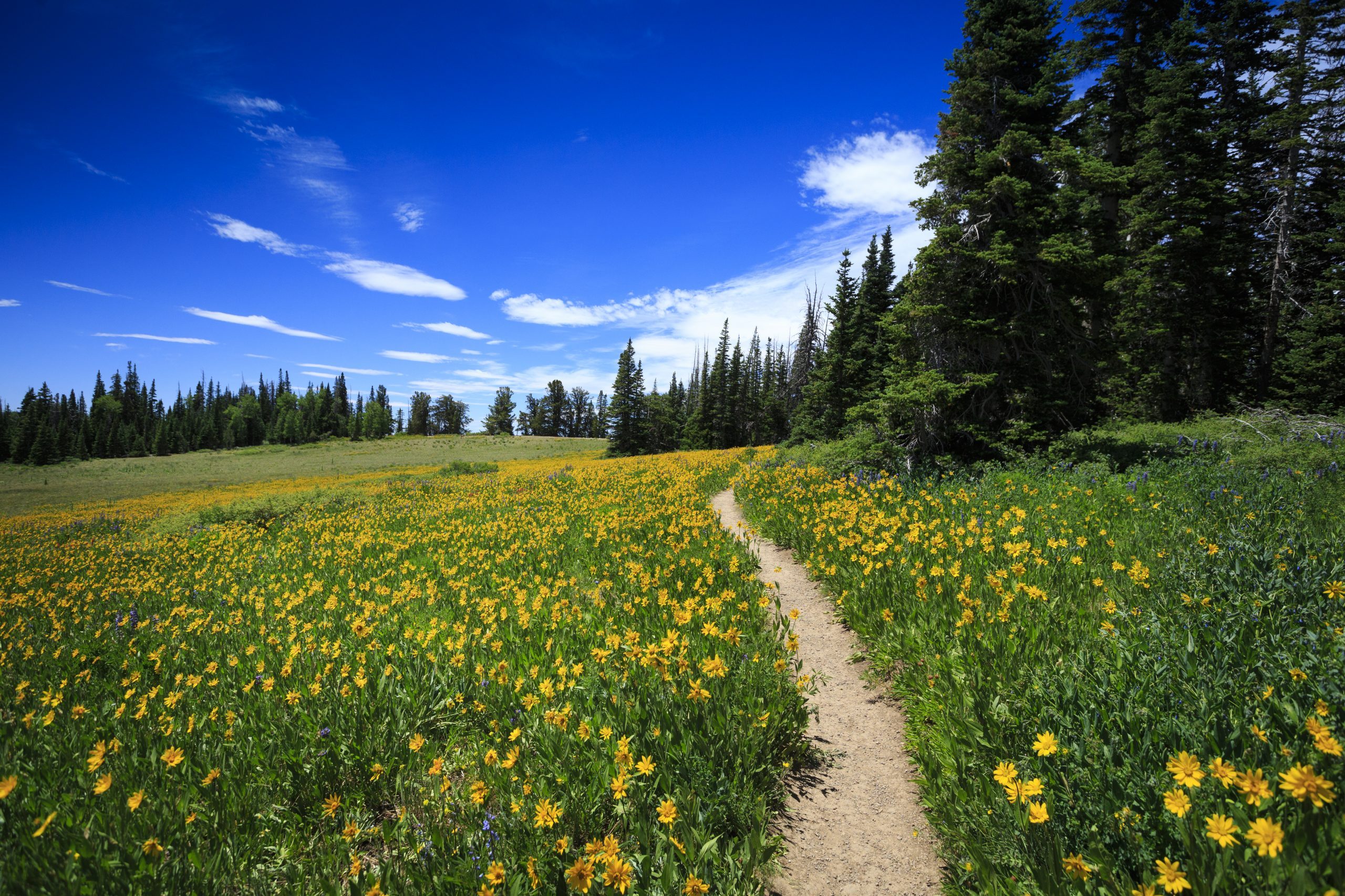 Wildflower Path at Cedar Breaks