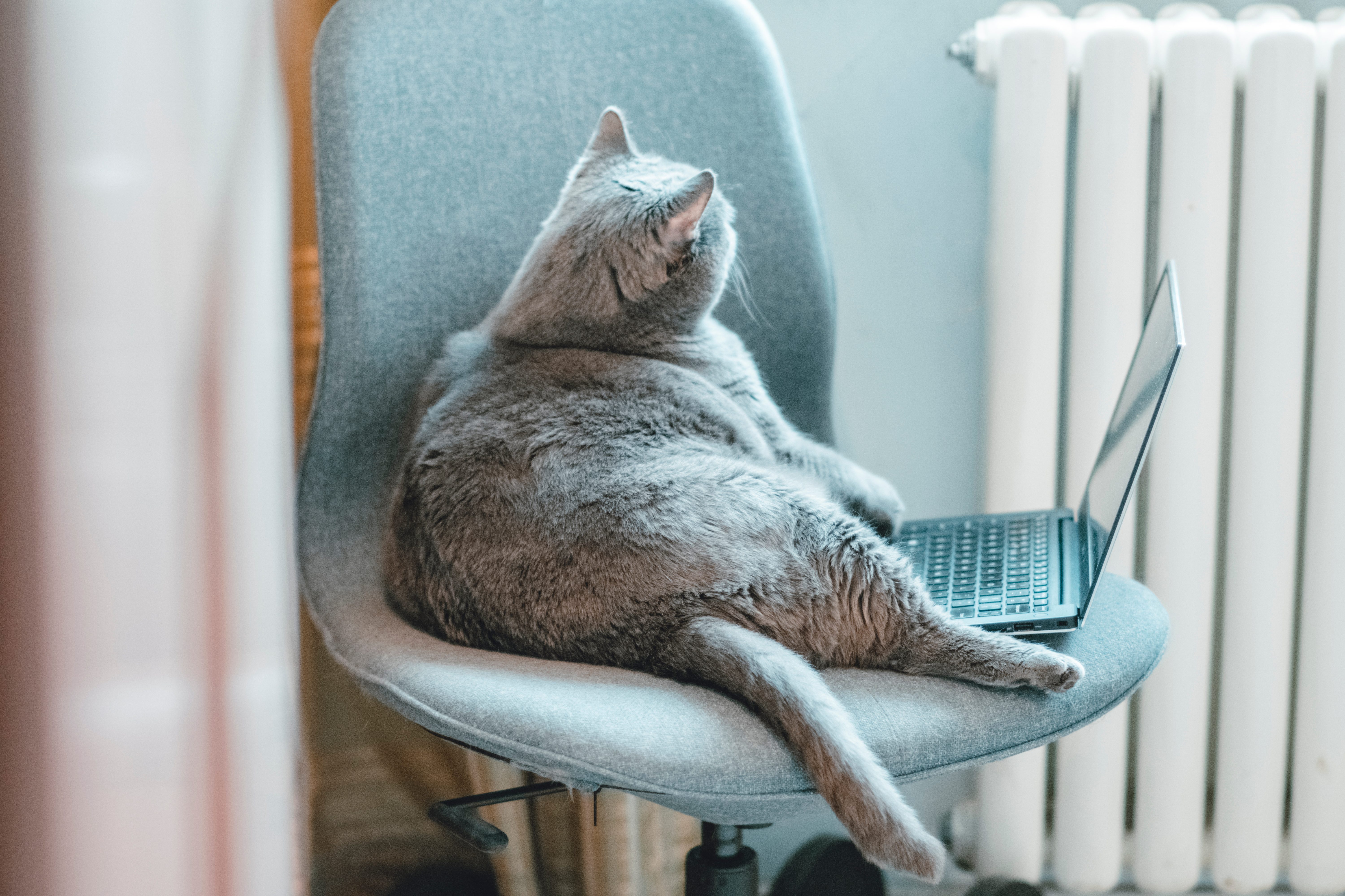 A gray cat lounges on a gray office chair beside an open laptop, set against a radiator background.