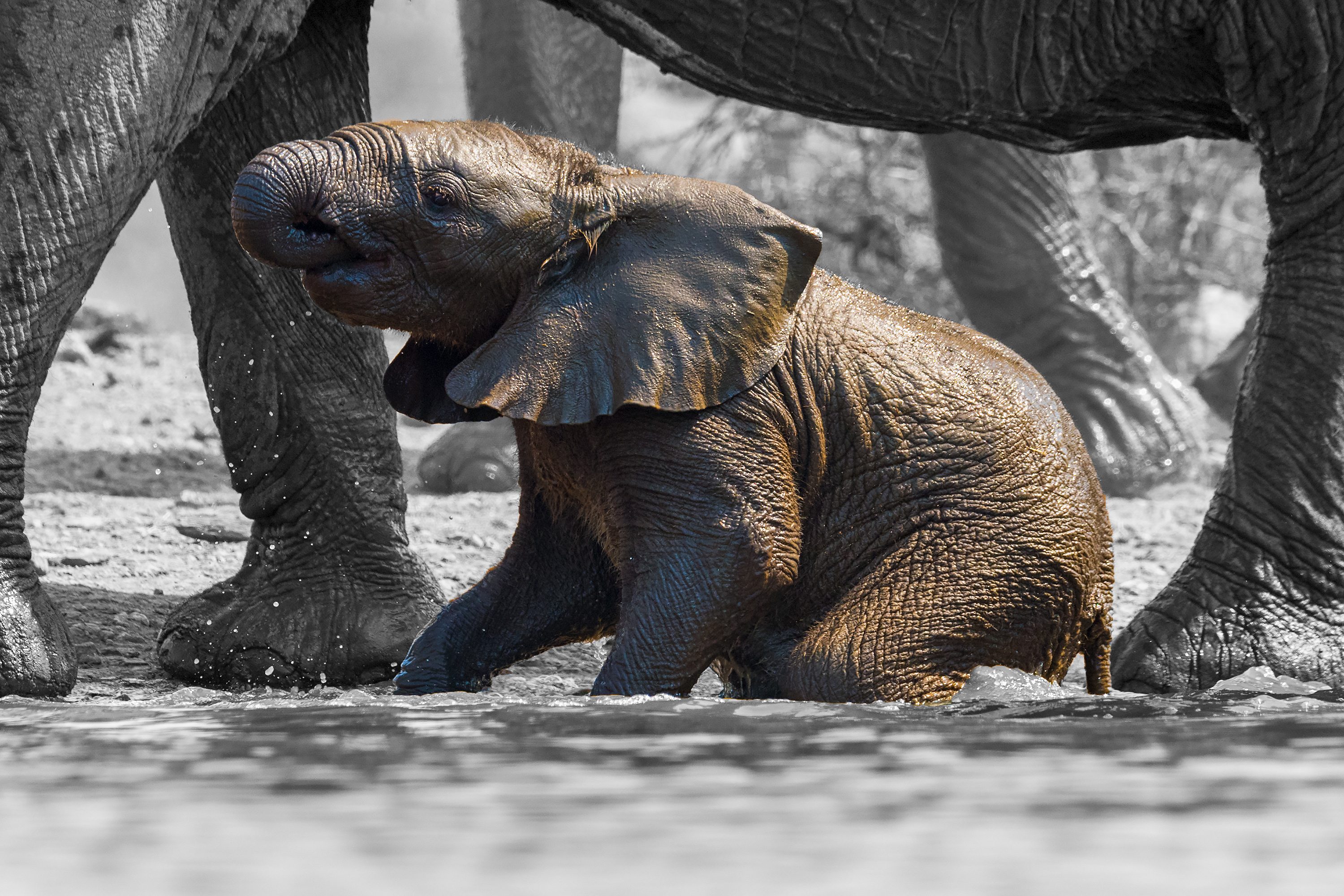 Young elephant playfully splashes in water, surrounded by larger elephants, in a natural setting.