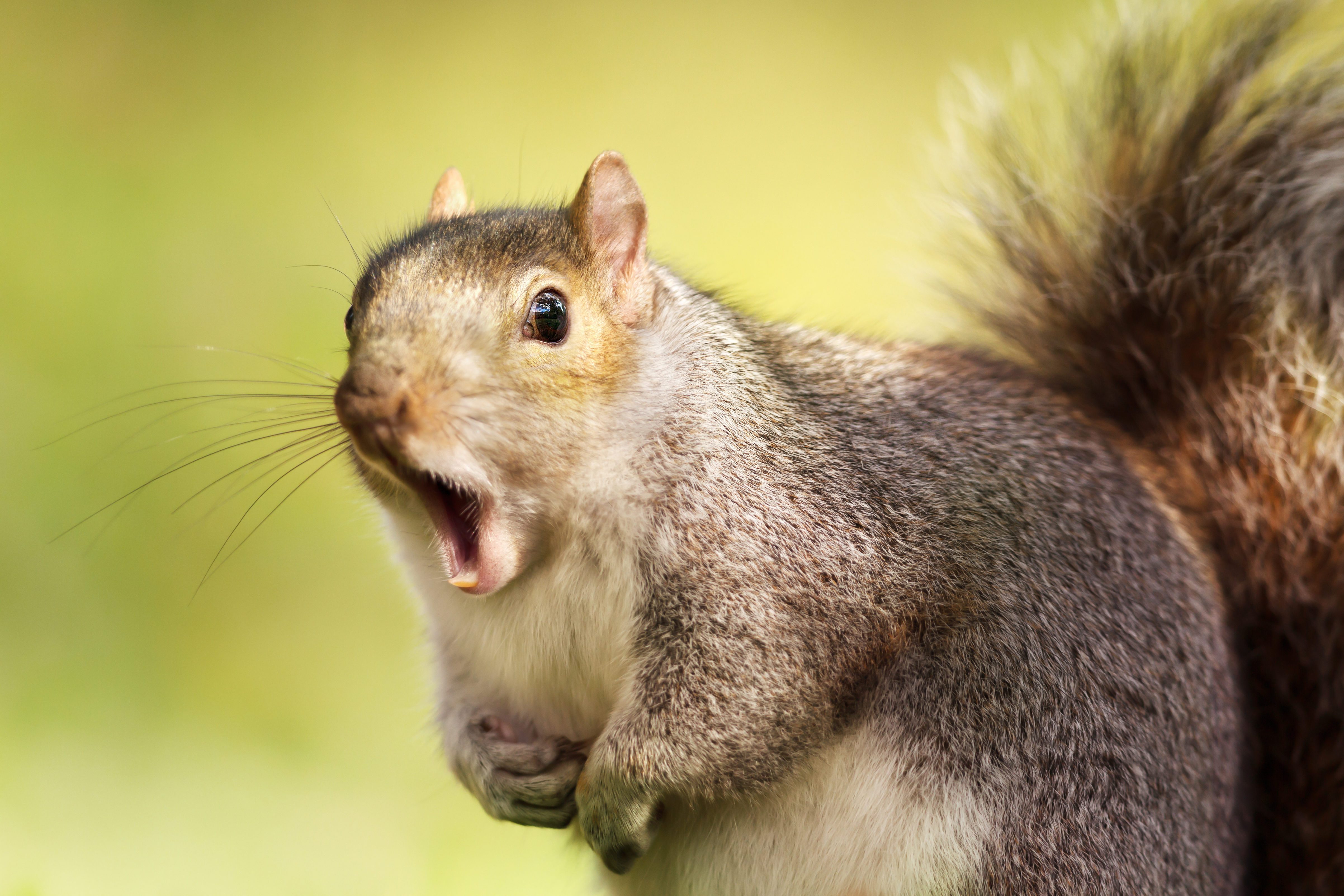 Close up of a grey squirrel yawning