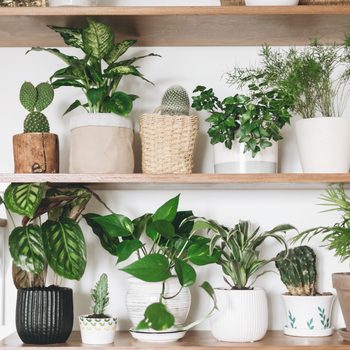 Various potted plants sit arranged on wooden shelves, showcasing diverse shapes and greenery, against a plain white background.