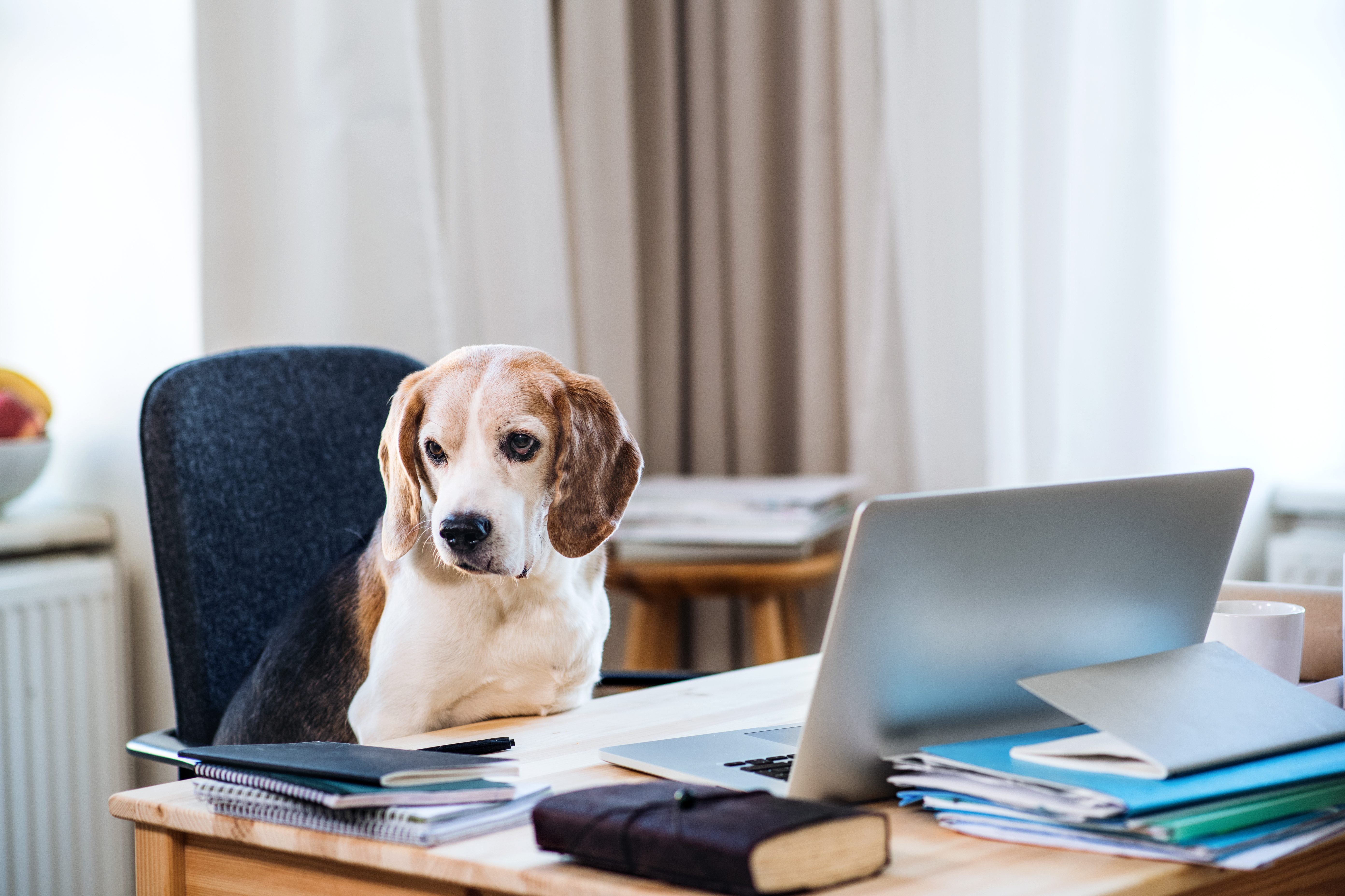 Beagle sits attentively on chair behind a desk with a laptop, notebooks, and folders in a home office setting.