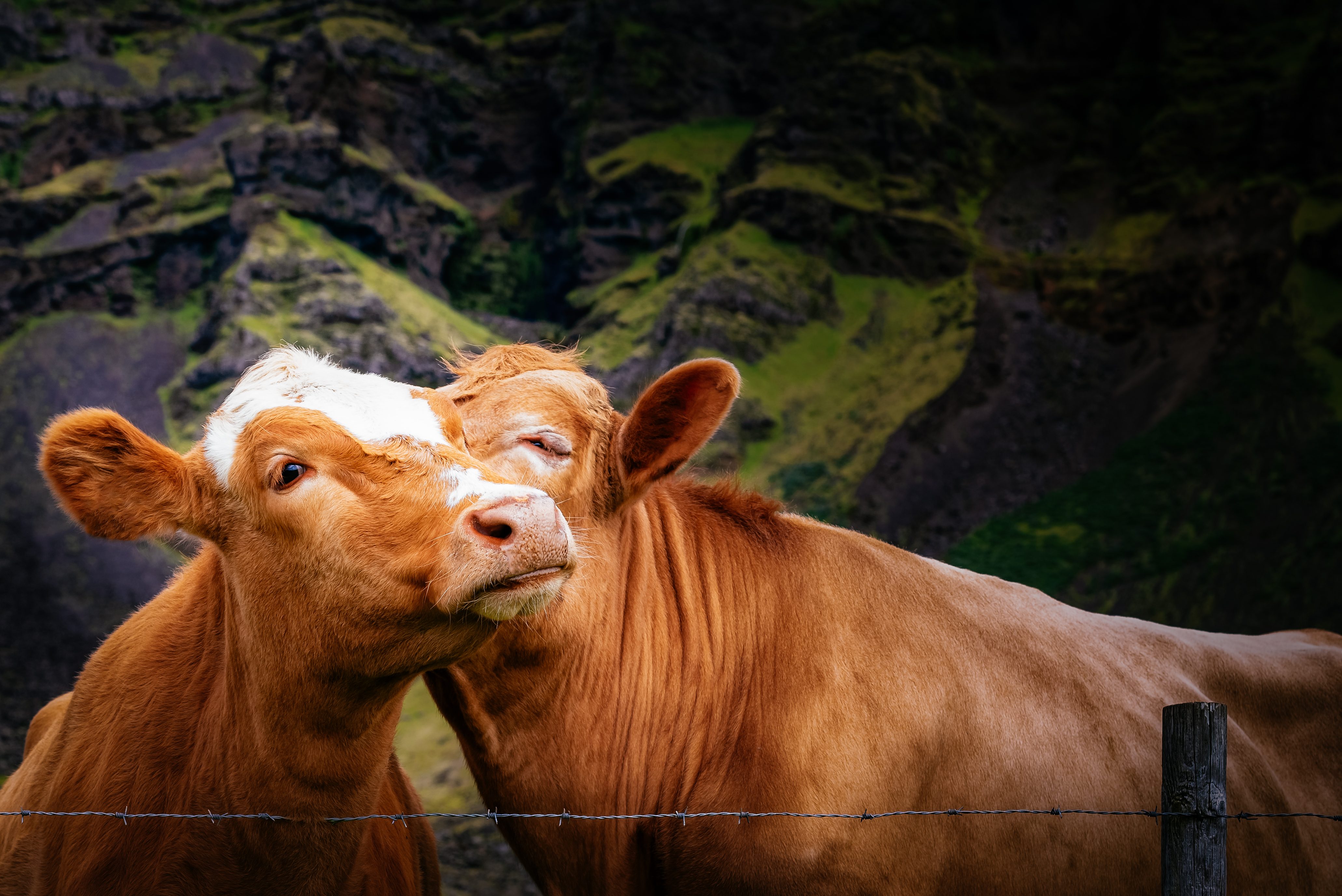 Two cows nuzzle affectionately, standing behind a barbed wire fence, with a rocky, green, mountainous landscape in the background.