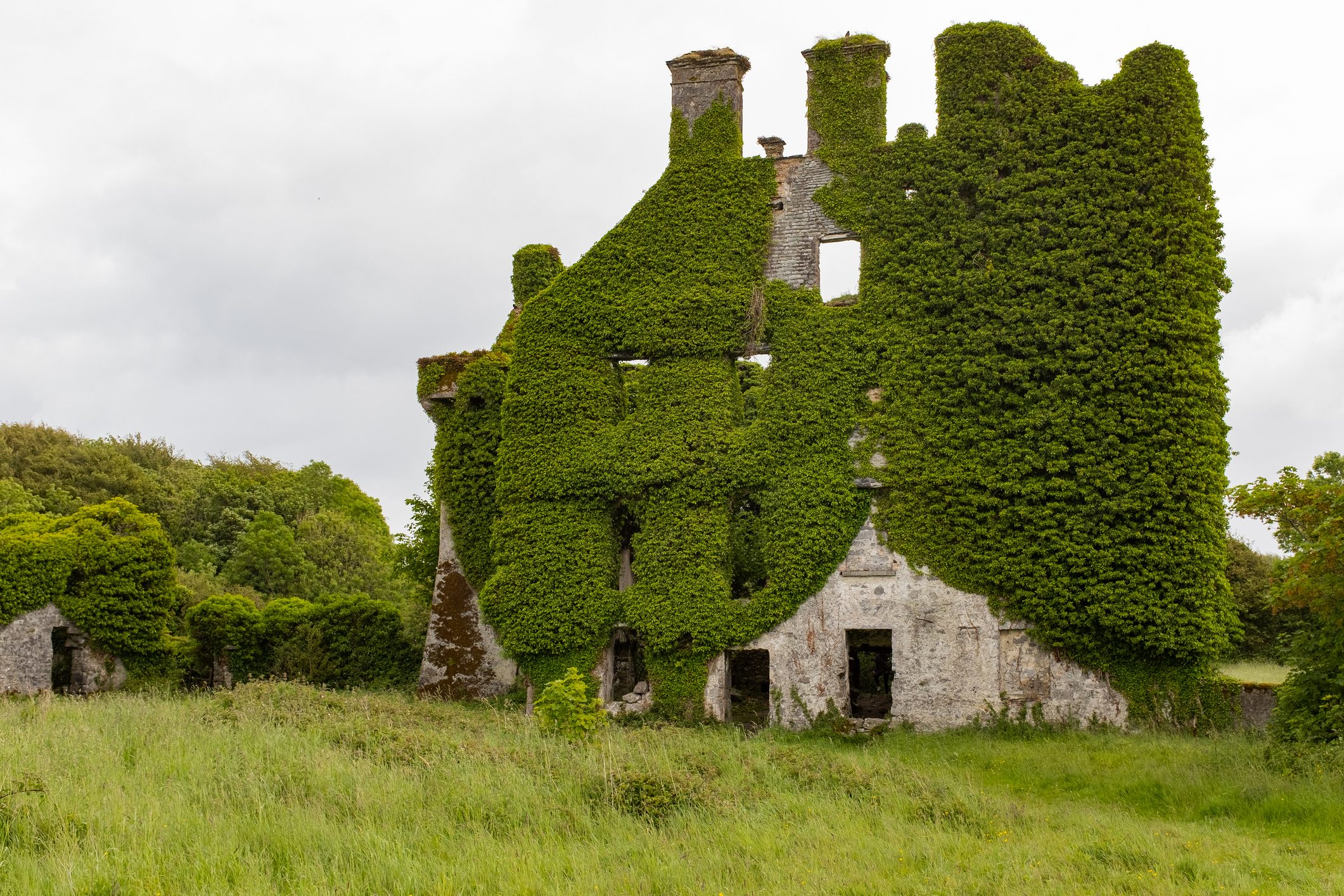 Ruined stone building covered in lush green ivy stands in an overgrown grassy field, surrounded by trees under a cloudy sky.