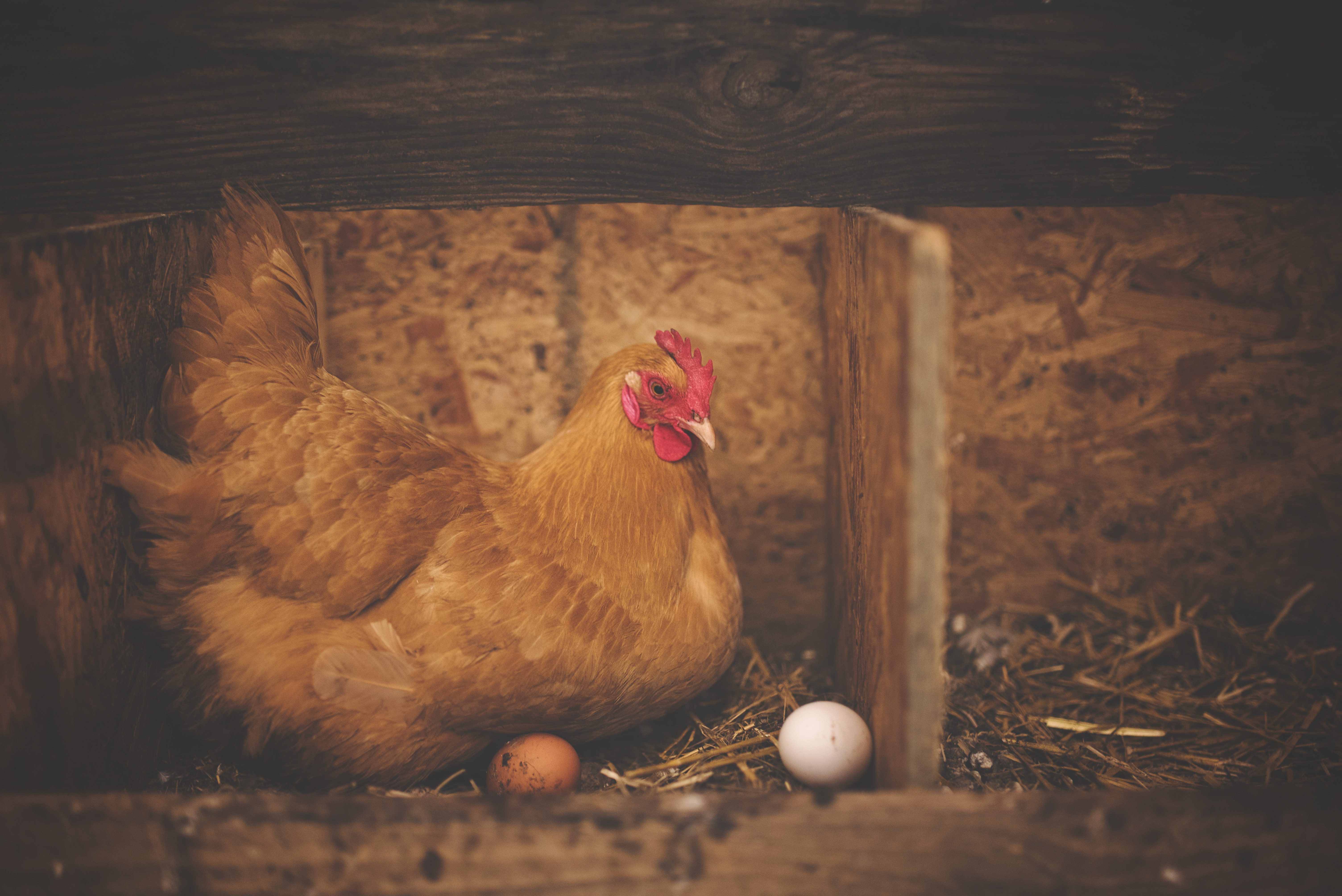 Hen sitting, resting on a nest with two eggs nearby, inside a wooden coop with straw bedding.