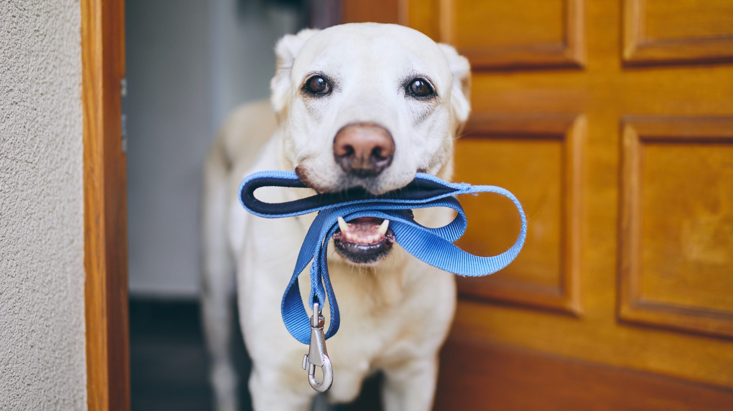 If You Don’t Clean Your Dog’s Leash, This Will Convince You to Start