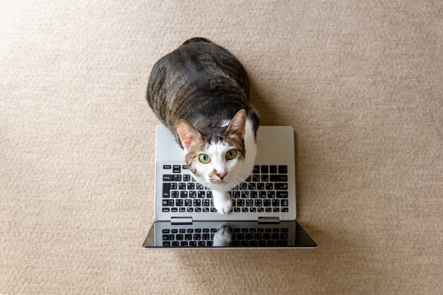 Cat sits on an open laptop, staring upward, in a carpeted room.