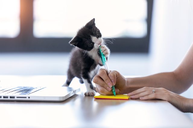 A kitten playfully bites a pen held by a person writing on a notepad beside a laptop.