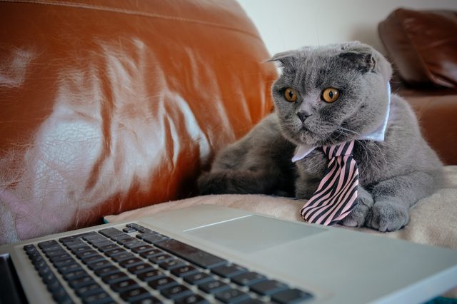Cat wearing a striped tie sits attentively next to a laptop on a brown leather couch.