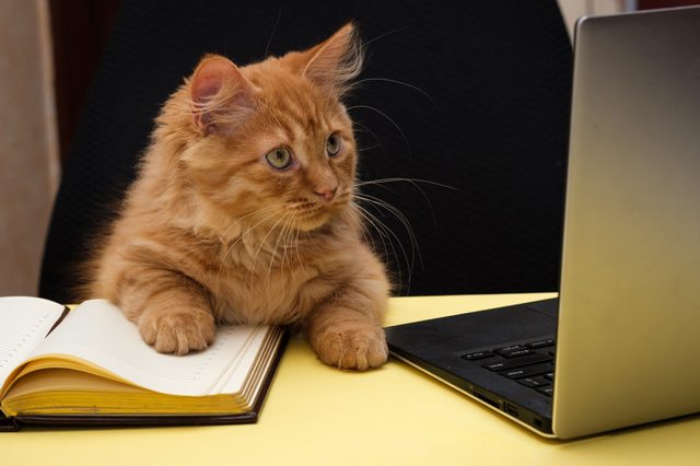 A fluffy orange cat sits attentively, paw on an open notebook, staring at a laptop on a yellow desk.