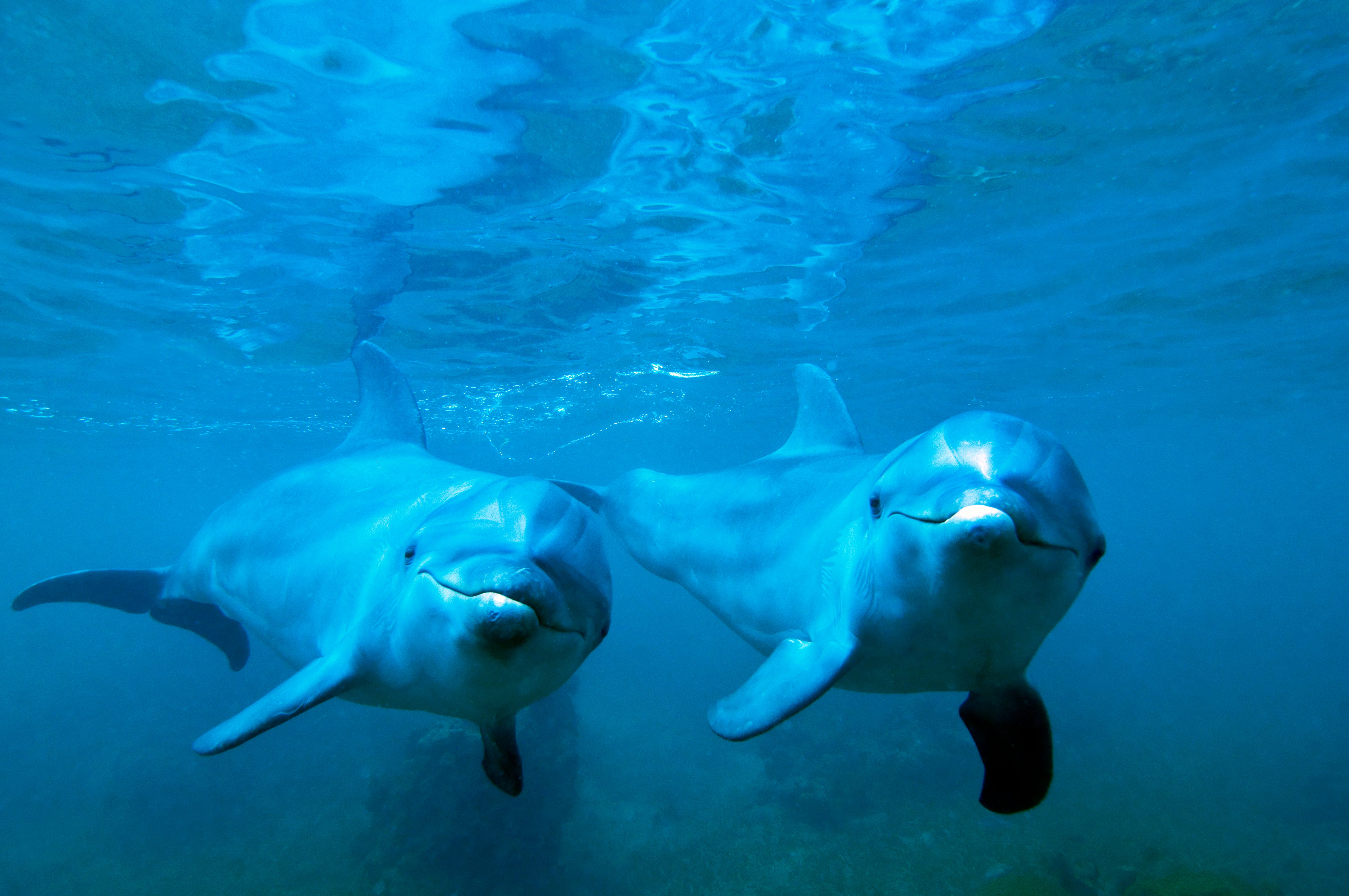 Two dolphins swim together underwater, surrounded by clear blue ocean.