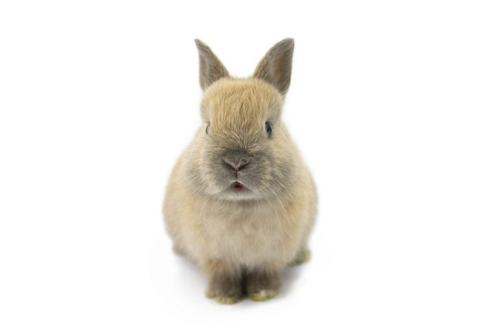 Baby of Netherland Dwarf Rabbit