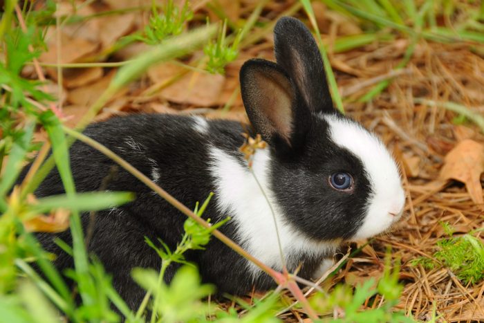 Dutch Rabbit