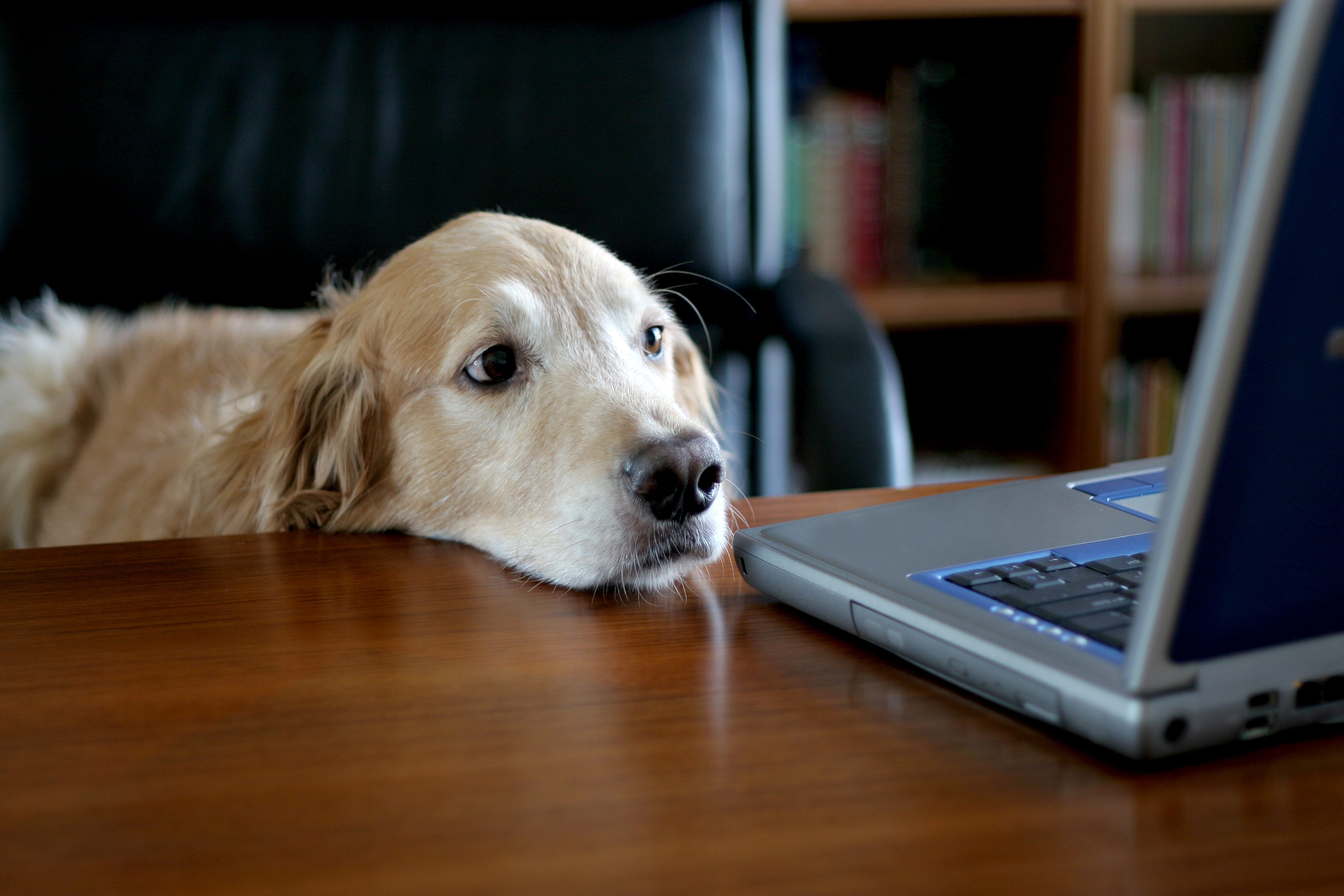 Dog rests its head on a wooden table, gazing at a partially visible laptop, with bookshelves in the background.