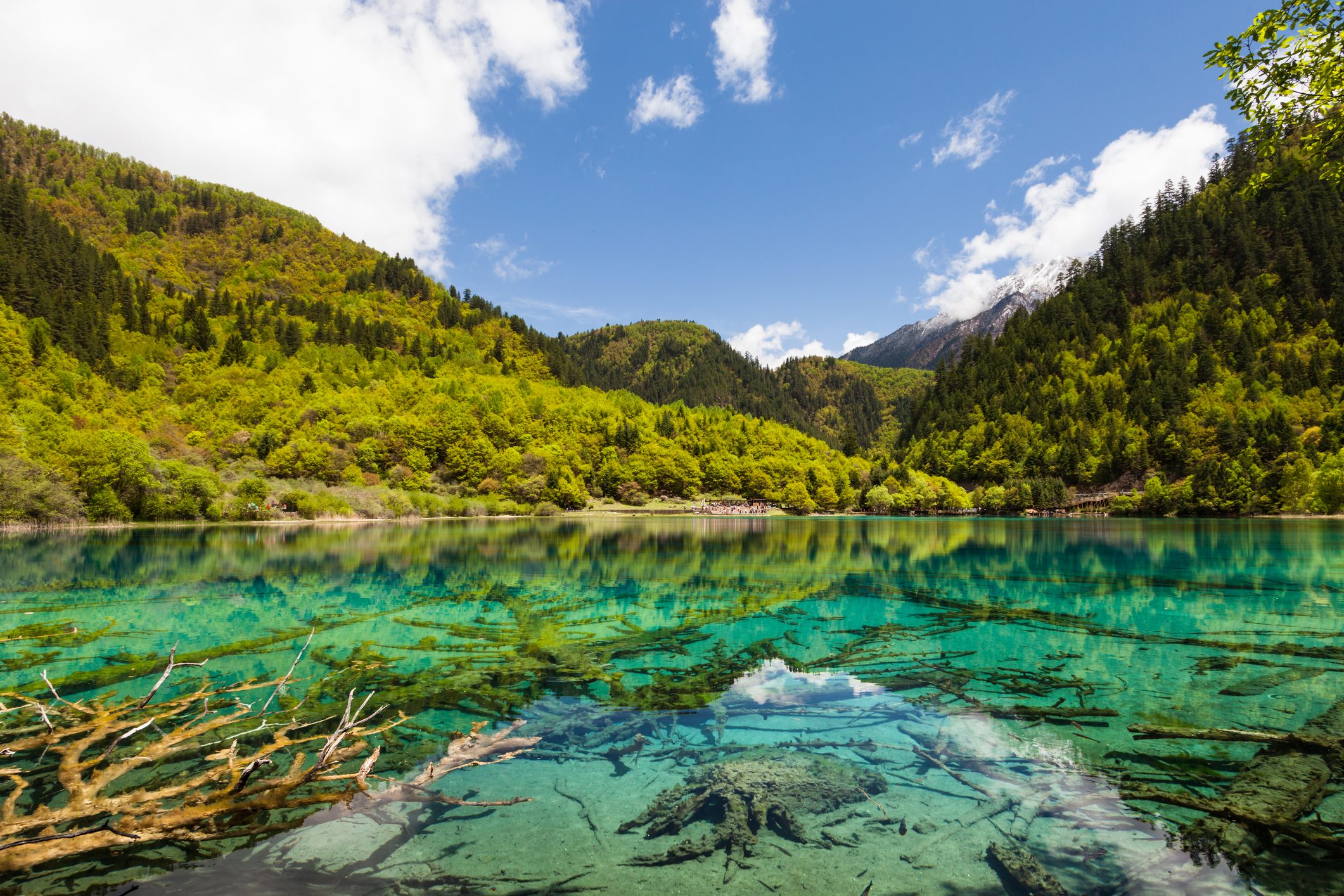 Lake reflects vibrant green hills under a clear blue sky, with submerged branches visible in the crystal-clear water.