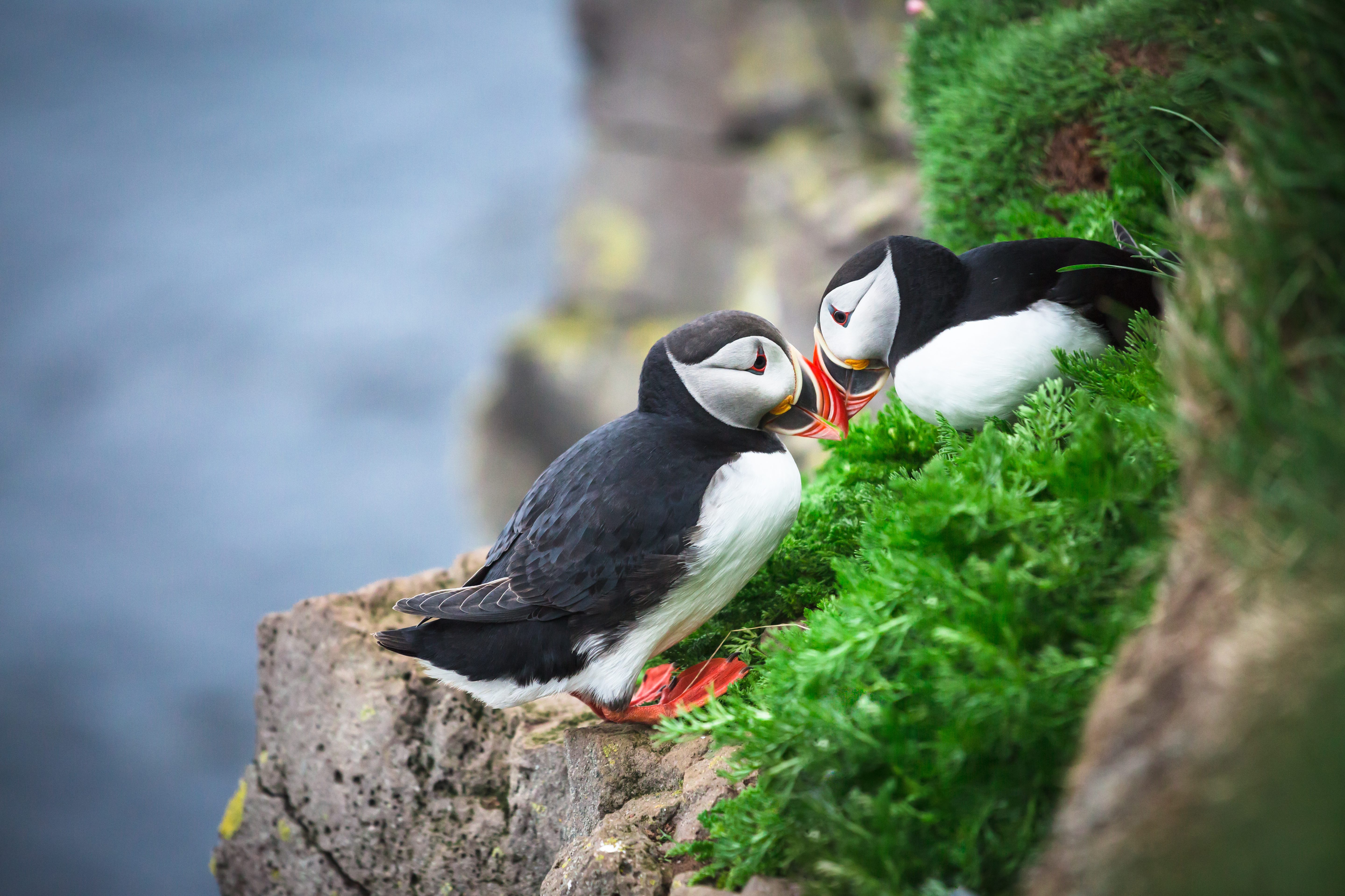 Two puffins interact on a rocky, grassy cliff, surrounded by lush greenery and overlooking the ocean.
