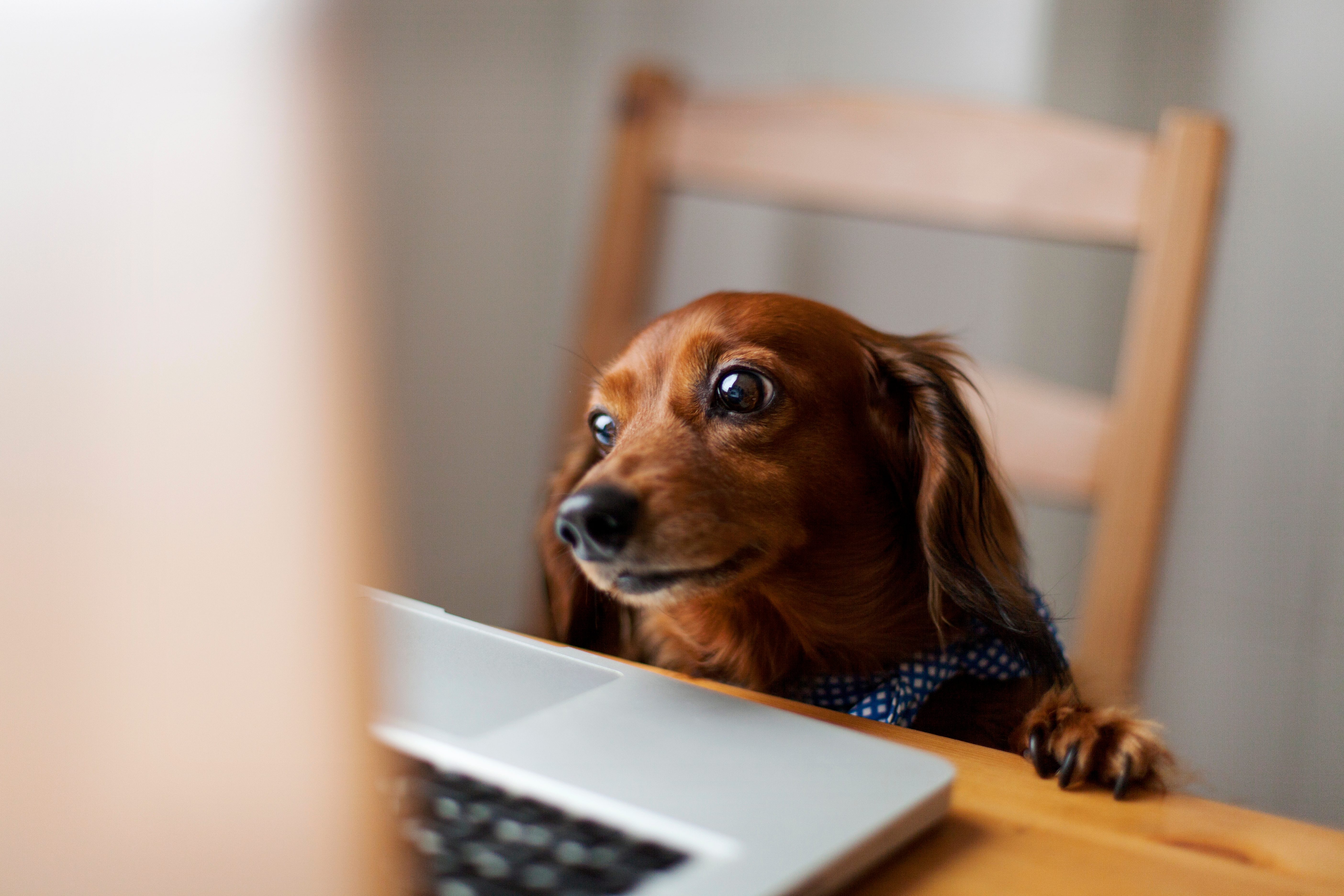 Dog looks at a laptop screen, seated at a wooden table with a chair in the background.