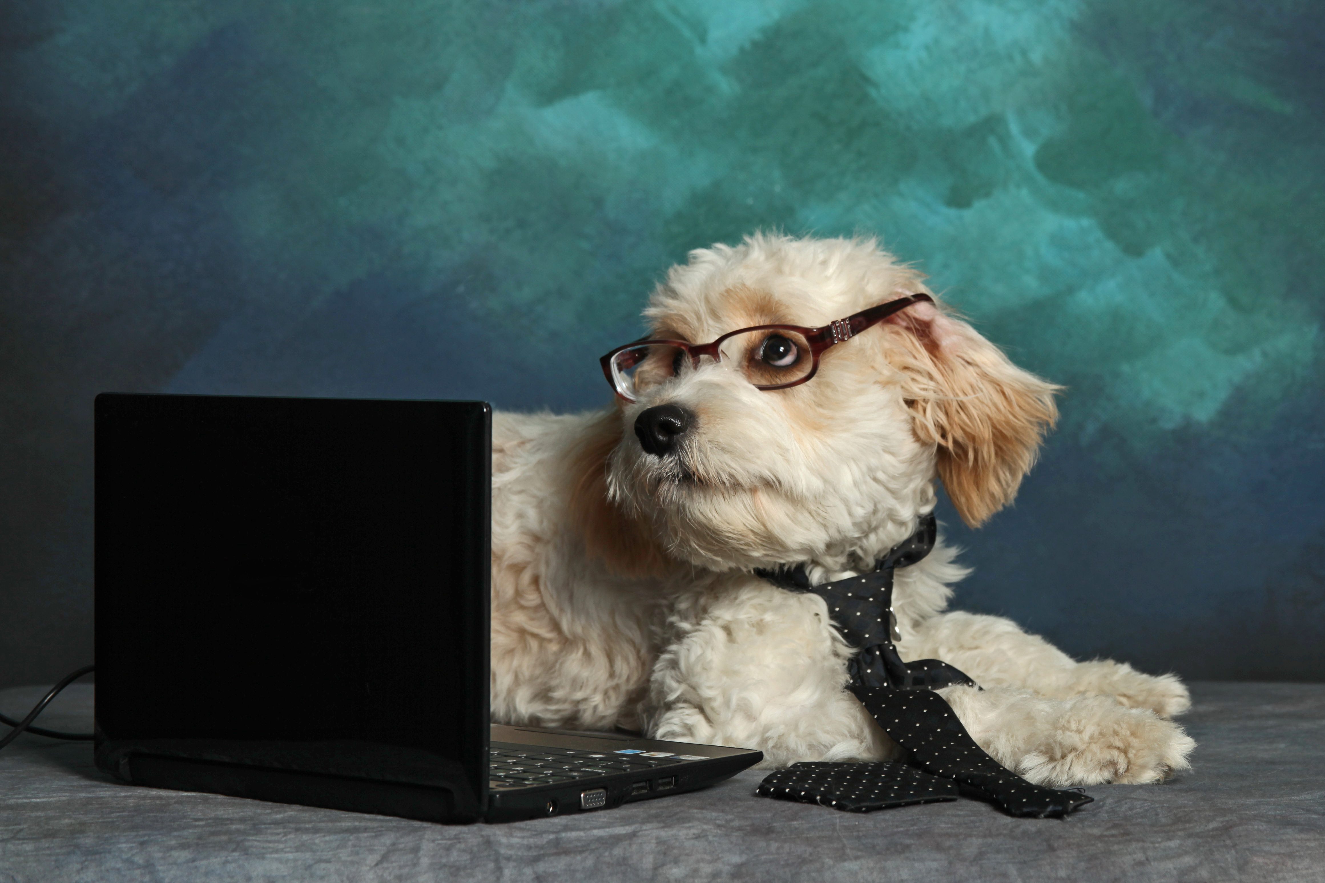 Dog wearing glasses and a tie, looking sideways at a laptop, against a blue-green textured background.