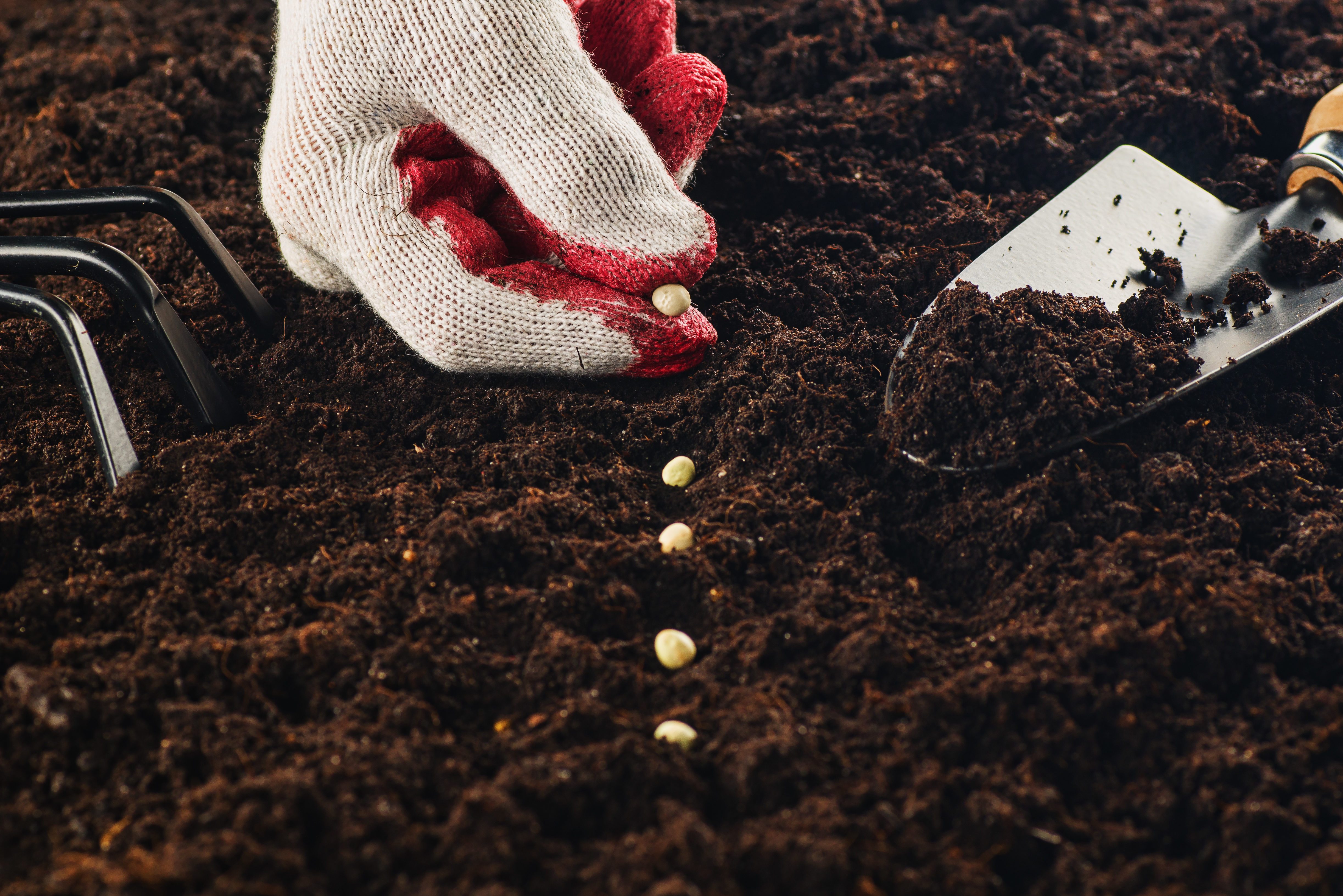 Working in the garden, seeding a plant. Soil top view.