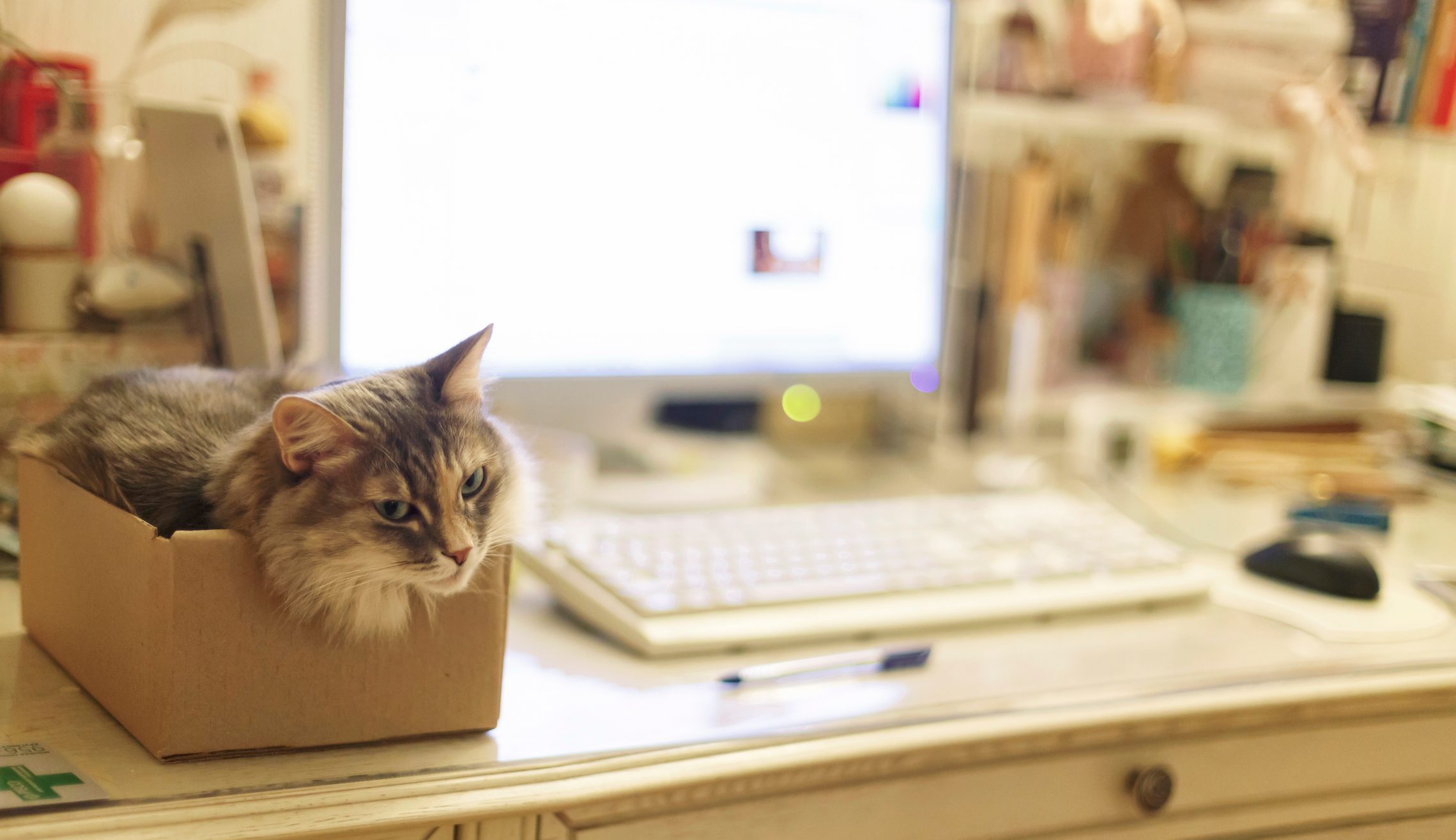 Cat sits in a cardboard box on a cluttered desk, with a computer and keyboard in the background.