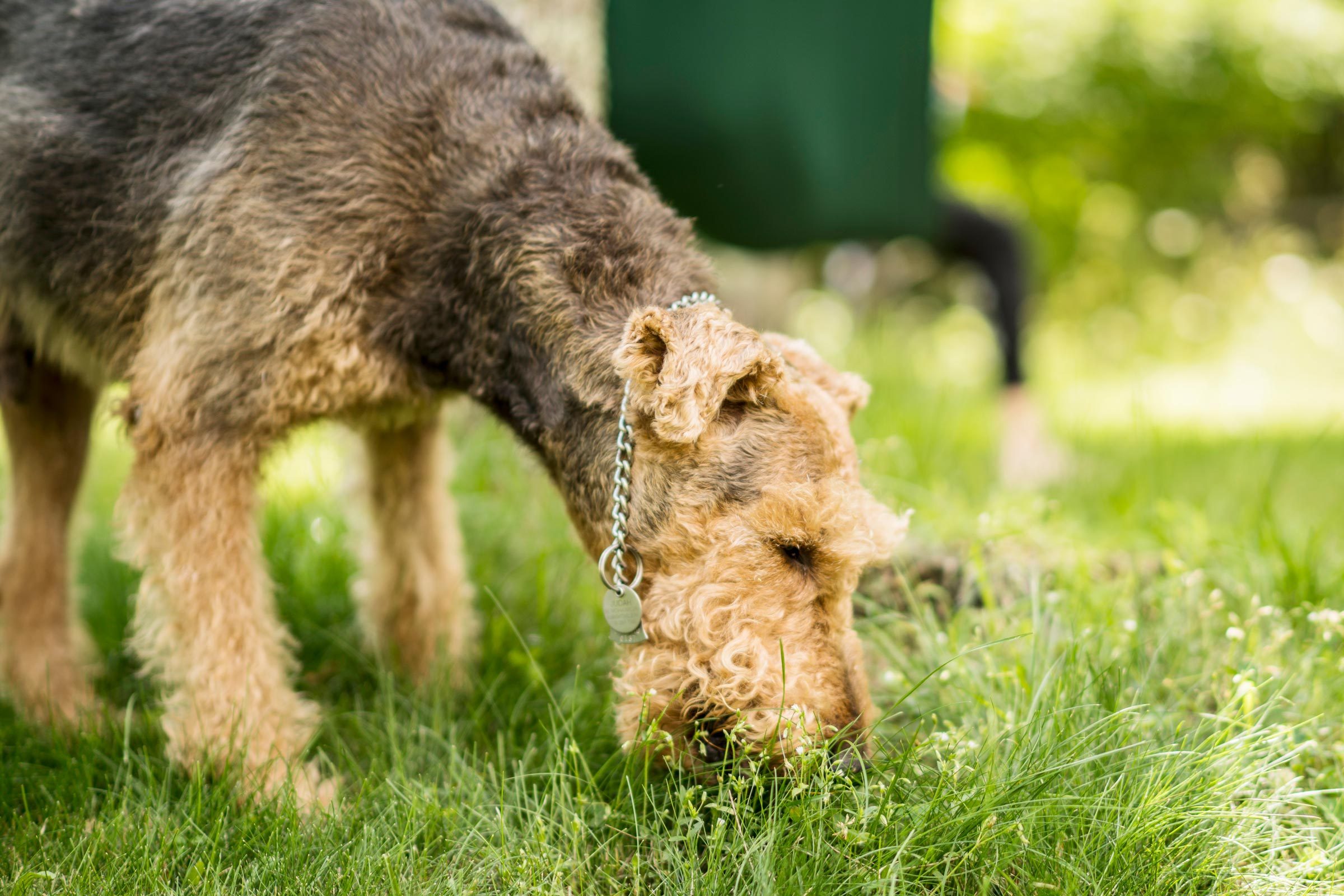 Why Do Dogs Eat Grass? 7 Common Reasons—and How to Stop It
