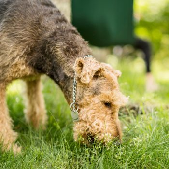 Dog sniffs ground in park with green grass and blurred background.