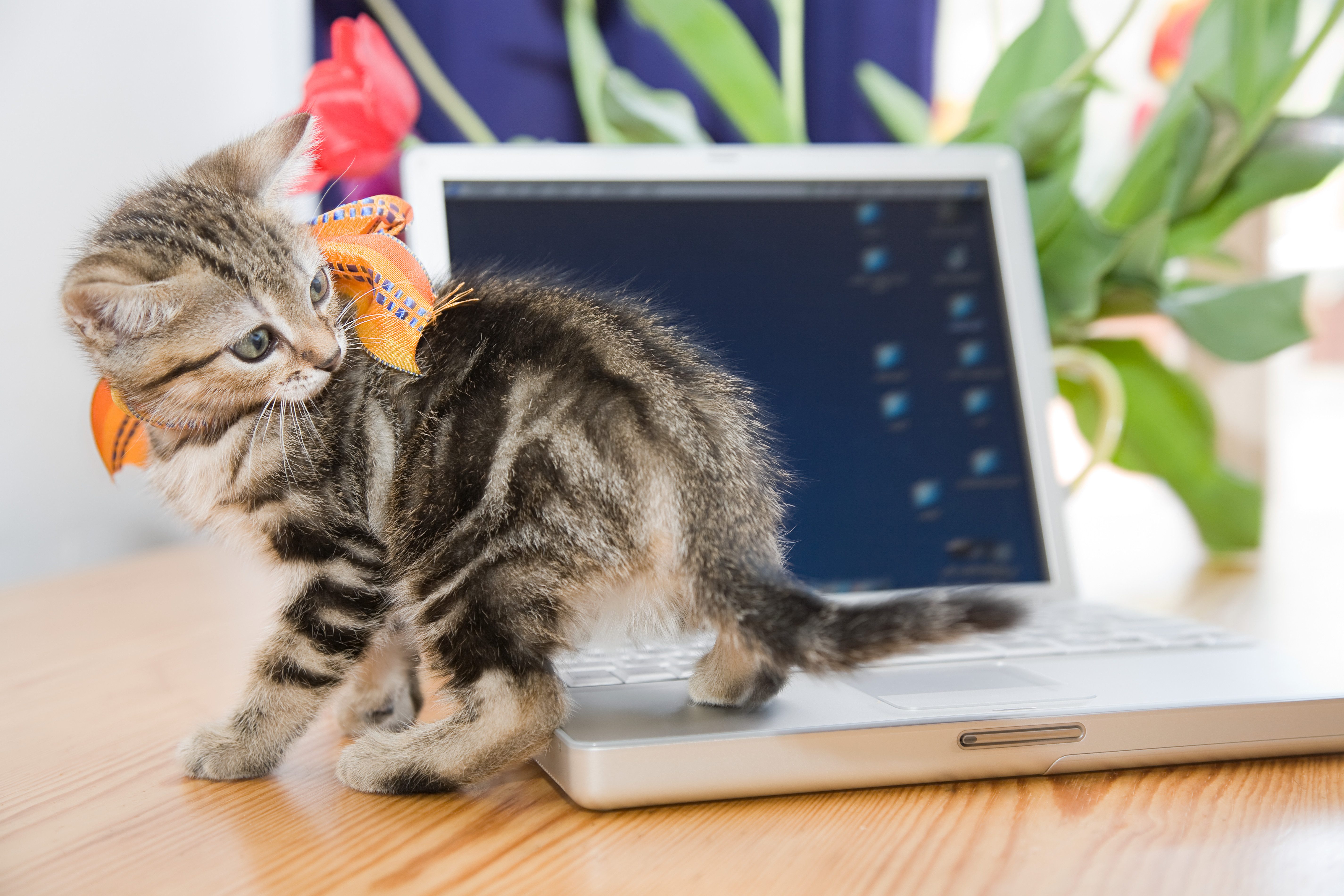 Kitten wearing orange ribbon stands on laptop, surrounded by green leaves and red flower on wooden surface.